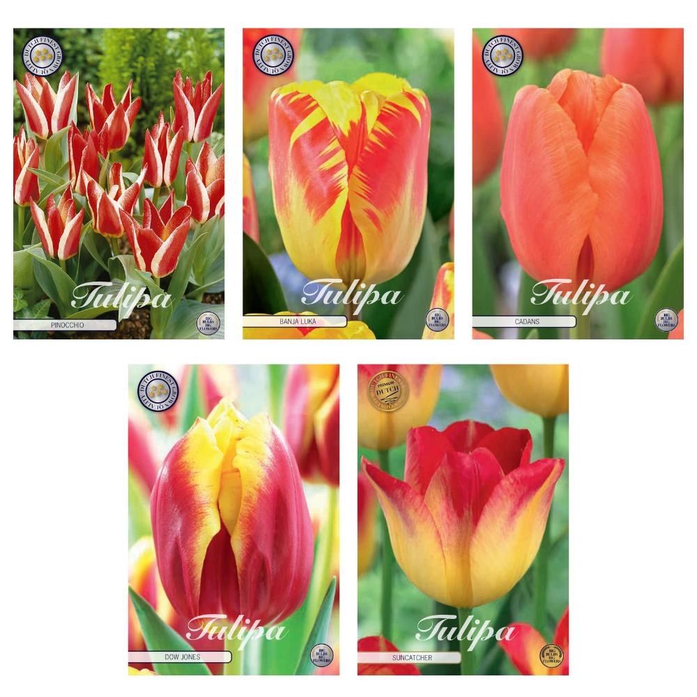 Tulpen Mix - Tulipa Blumenzwiebeln Mix (13) - 5 Spezies - 44 Blumenzwiebeln