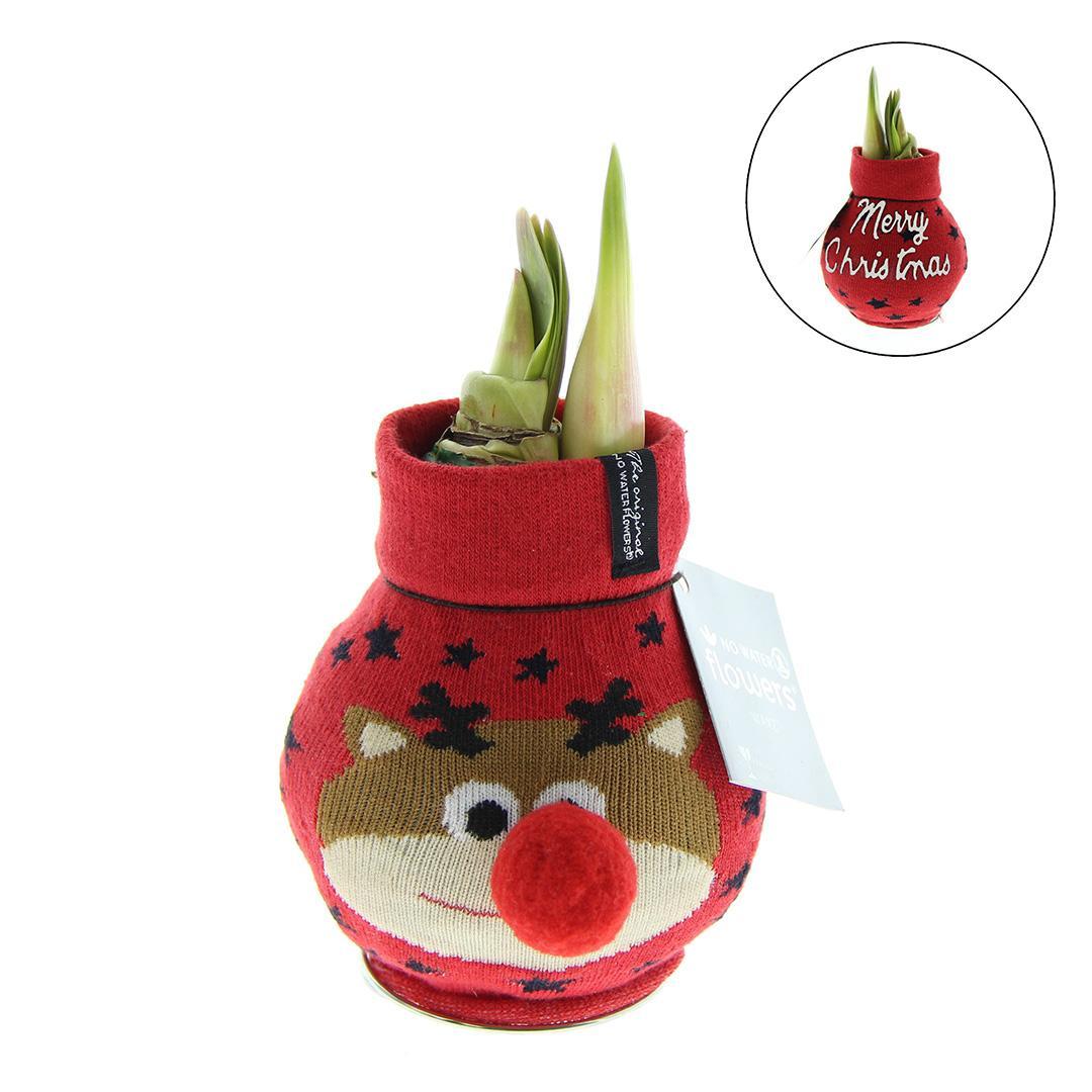 No Water Flowers® (wax amaryllis) | Fashionz Xmas Fun Classic - Reindeer + Red flower