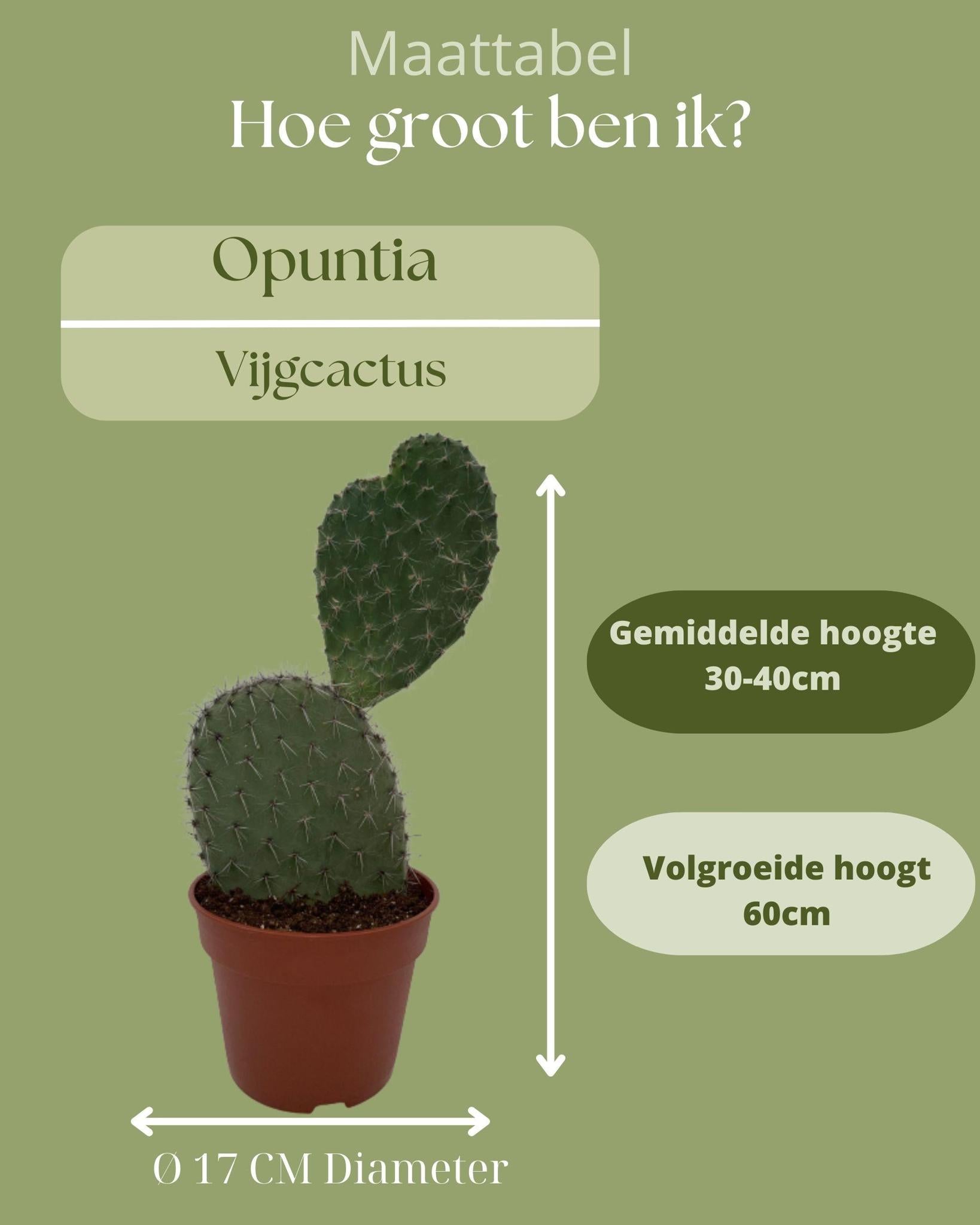 Feigenkaktus  - Opuntia Vijgcactus- 17cmØ- 30-40cm Höhe