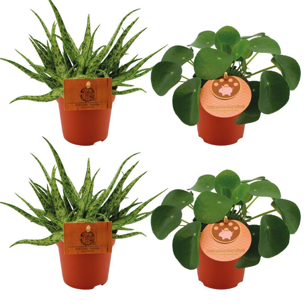 Planzen Mix - Aloe Spider + 2x Pilea Peperomoides - 4 stück - Ø10.5cm - ↕10cm