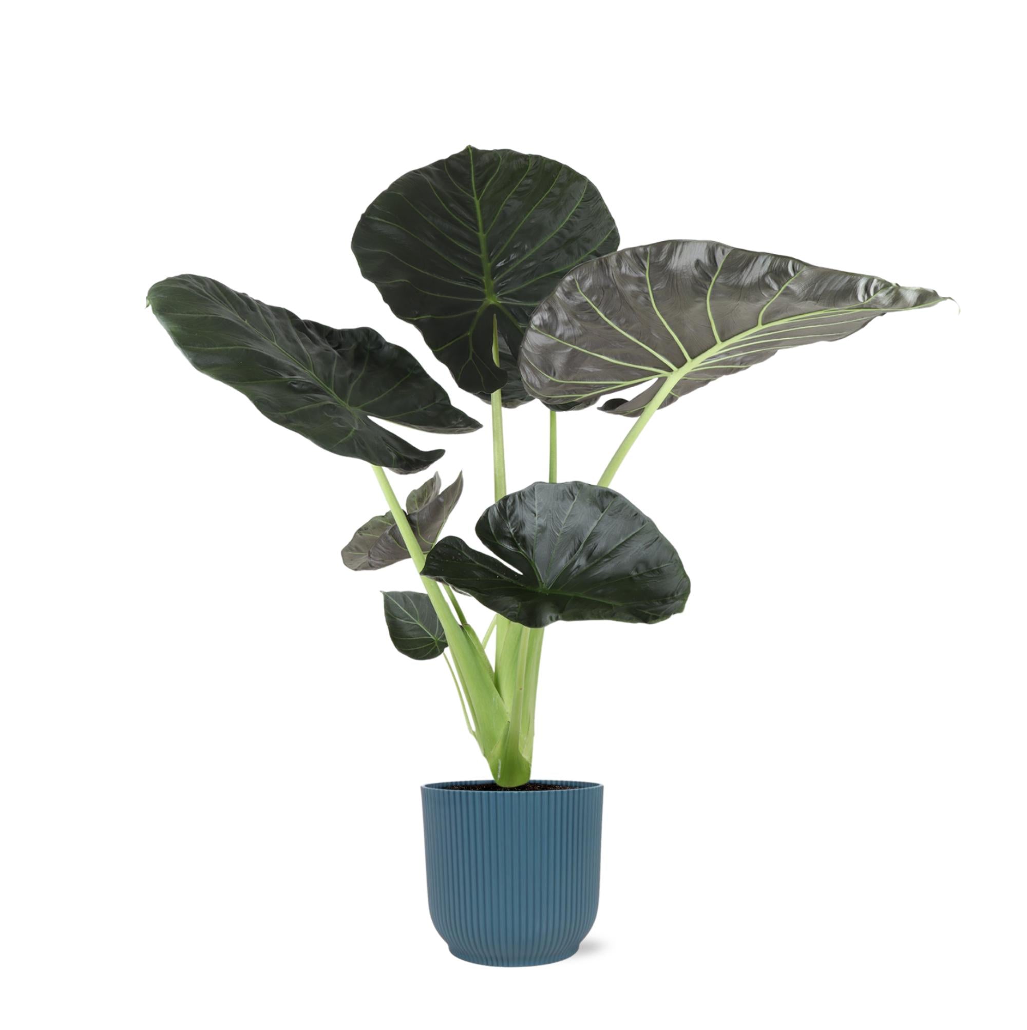 Elefantenohr - Alocasia Regal Shield Ø21cm - ↕100cm in Vibes in Topf blau