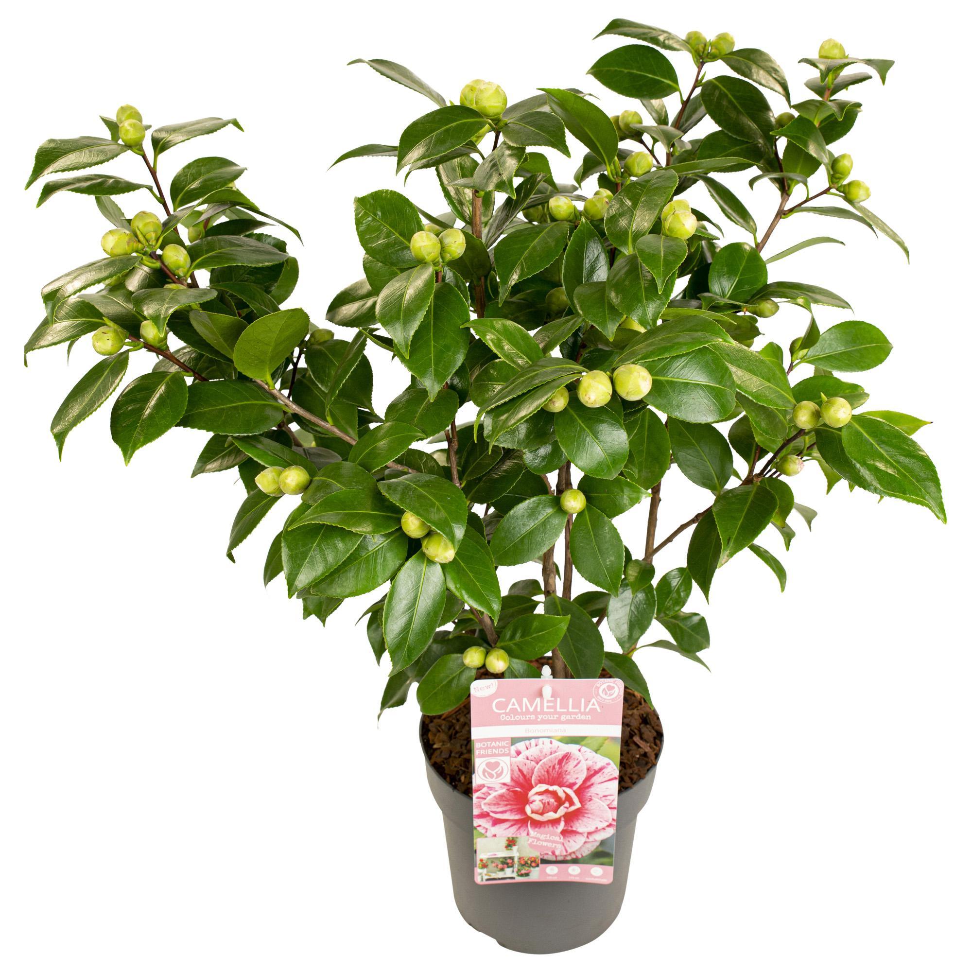 Japanische Kamellie Bonomiana rosa - Camellia japonica Bonomiana - Ø19 - ↨65cm