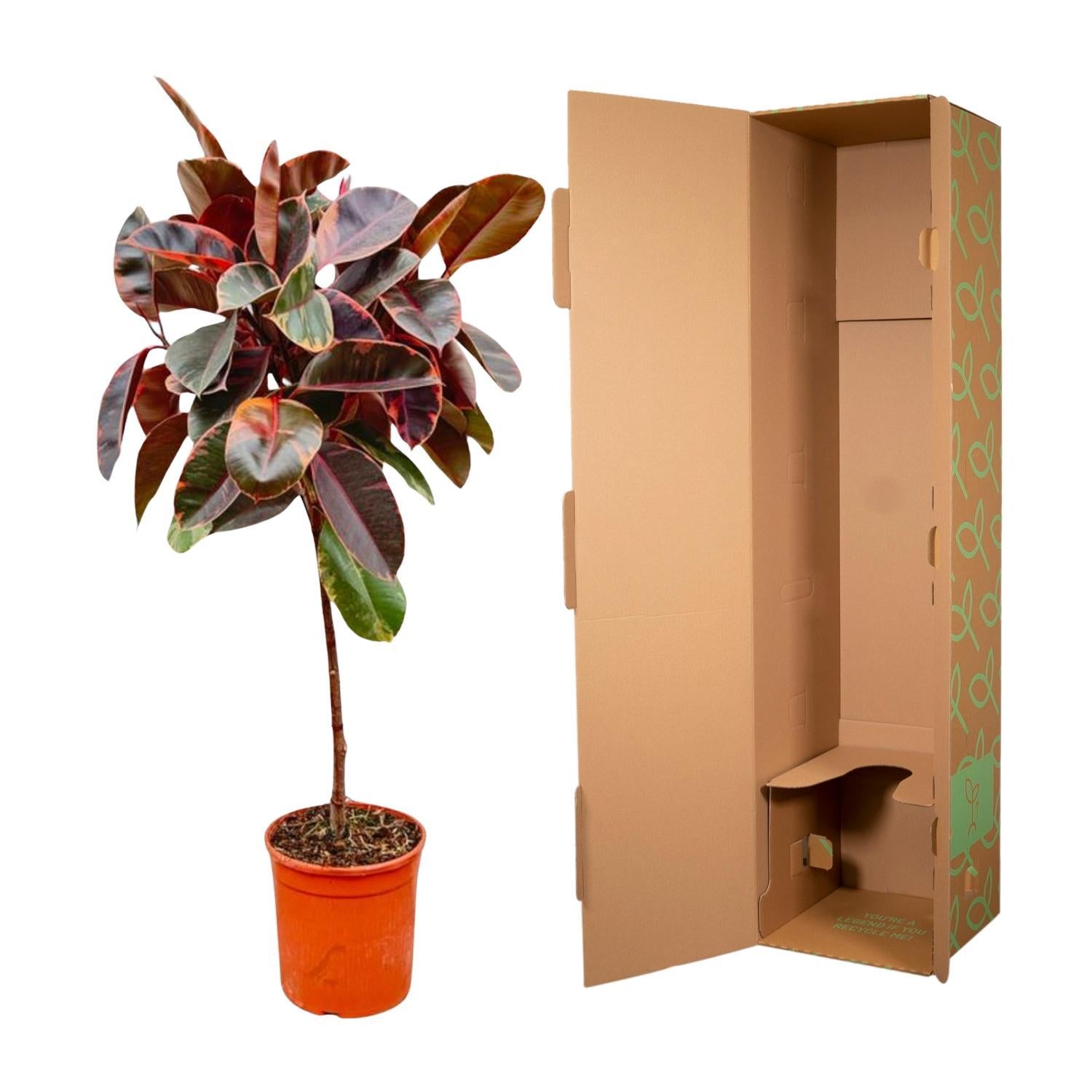 Gummibaum Ficus Elastica Belize mit Stamm - 130 cm - ø24