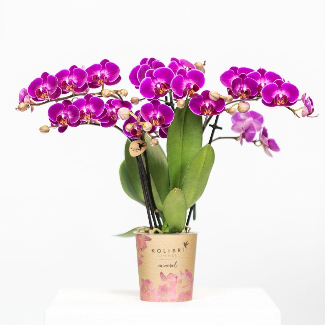 Kolibrie-orchideeën | Paarse Phalaenopsis Orchidee - Morelia - potmaat Ø9cm | bloeiende kamerplant - vers van de veredelaar