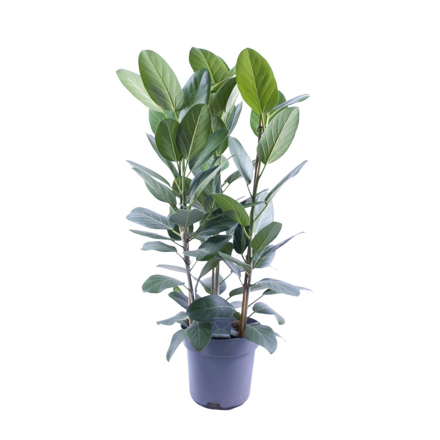 Gummibaum Ficus Binnendijkii Amstel King Gold - Ø27cm - ↕75cm