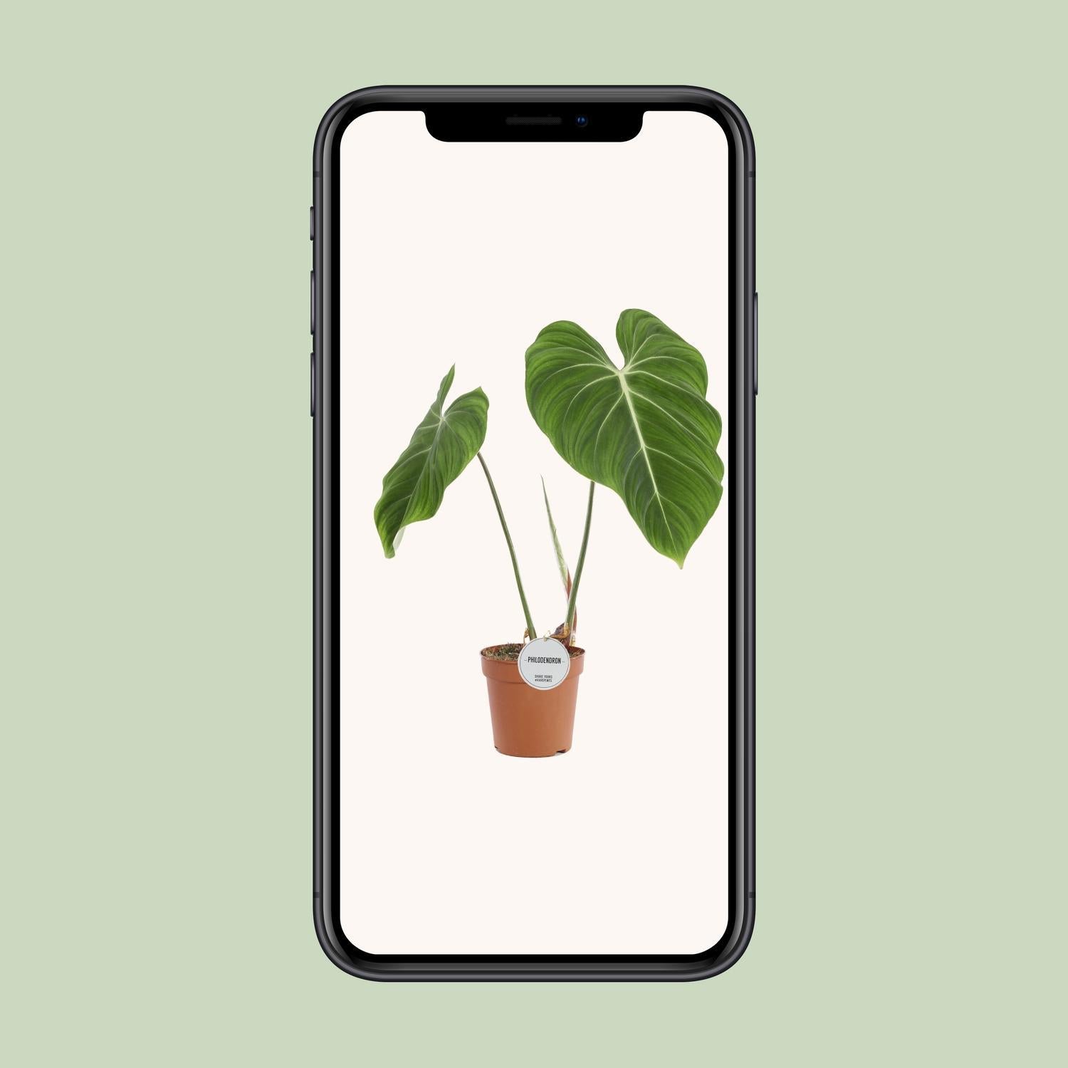 Philodendron Gloriosum - Ø15cm - ↕60cm