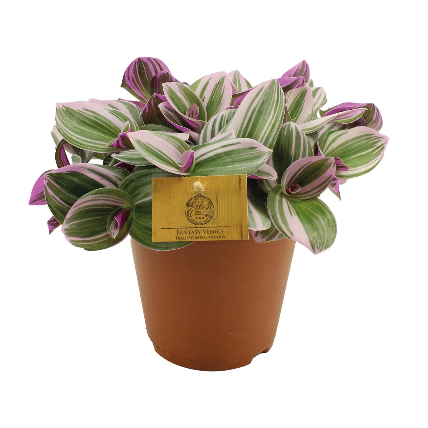 Dreimasterblume - Tradescantia Nanouk - Ø15cm - ↕25cm