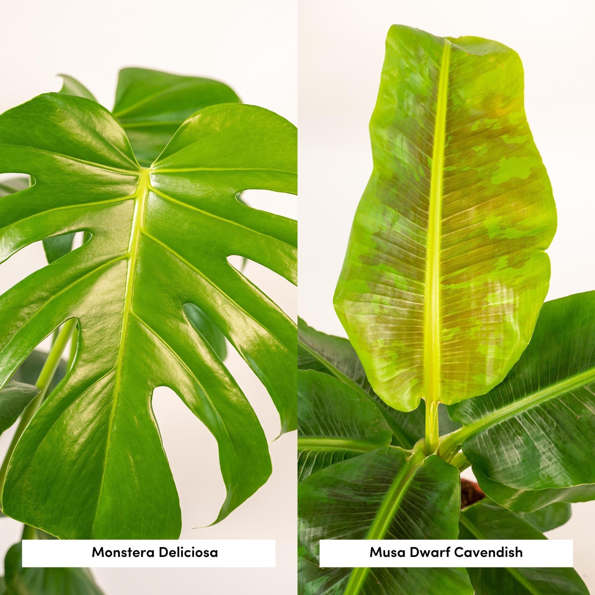 Pflanzen Mix - Monstera Deliciosa - Ø21cm - ↕75cm + Musa Dwarf Cavendish - Ø21cm - ↕85cm + Korb Selin