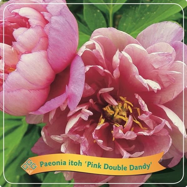 Pfingstrose  Itoh 'Pink Double Dandy' C5 - Ø21cm - ↕35cm