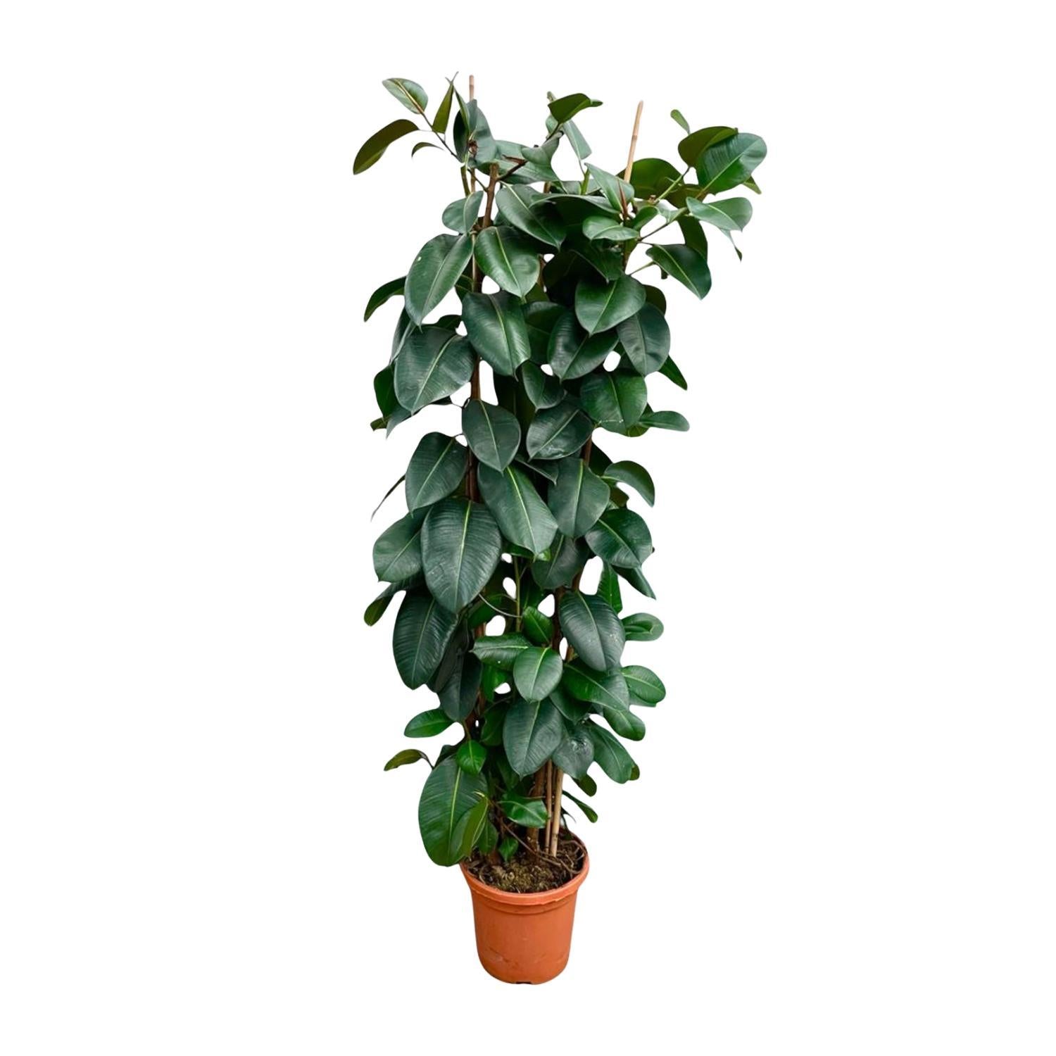 Gummibaum Ficus Elastica Robusta Strauch - 225cm - ø40