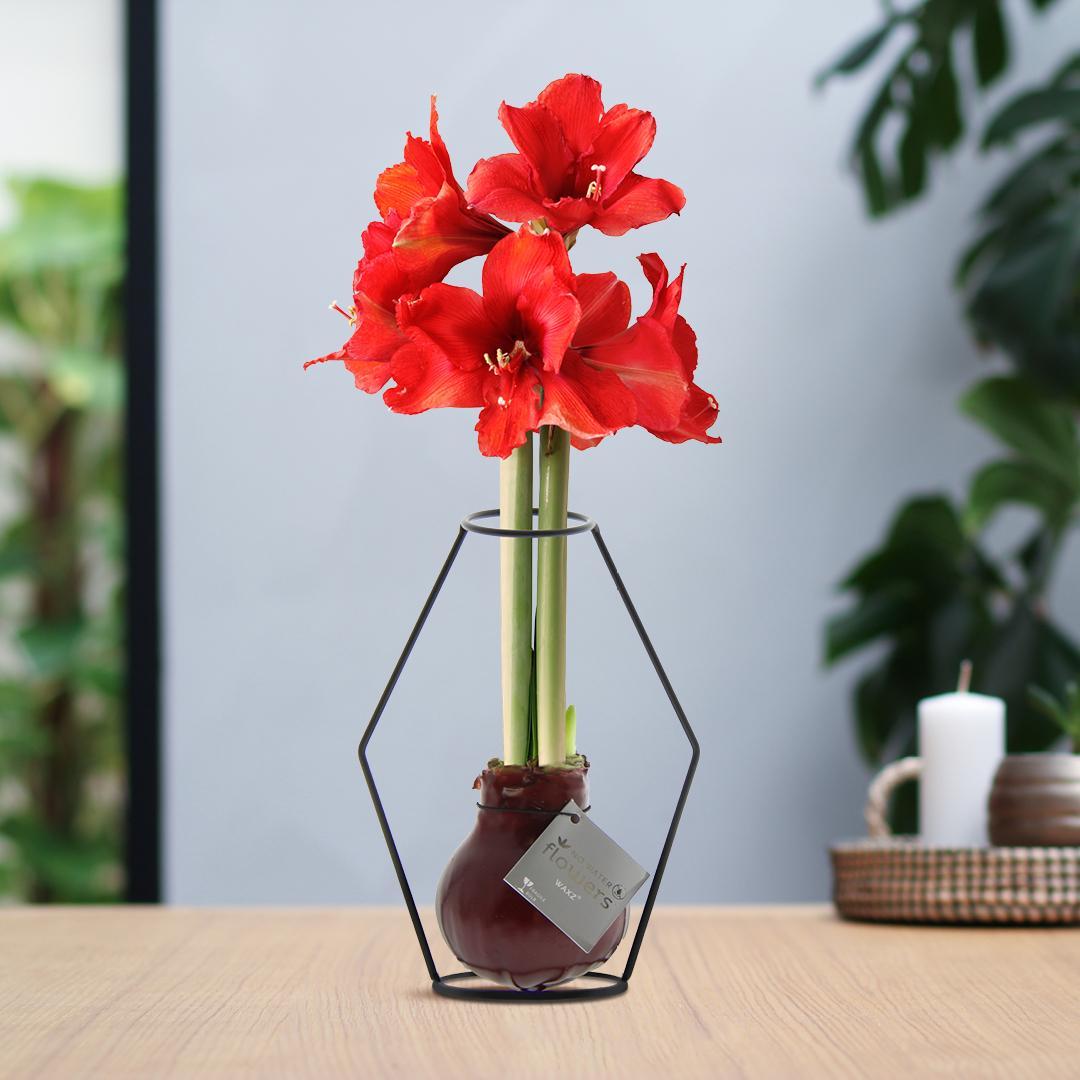 No Water Flowers® (wax amaryllis) | Formz Modern - Bordeaux + Red flower