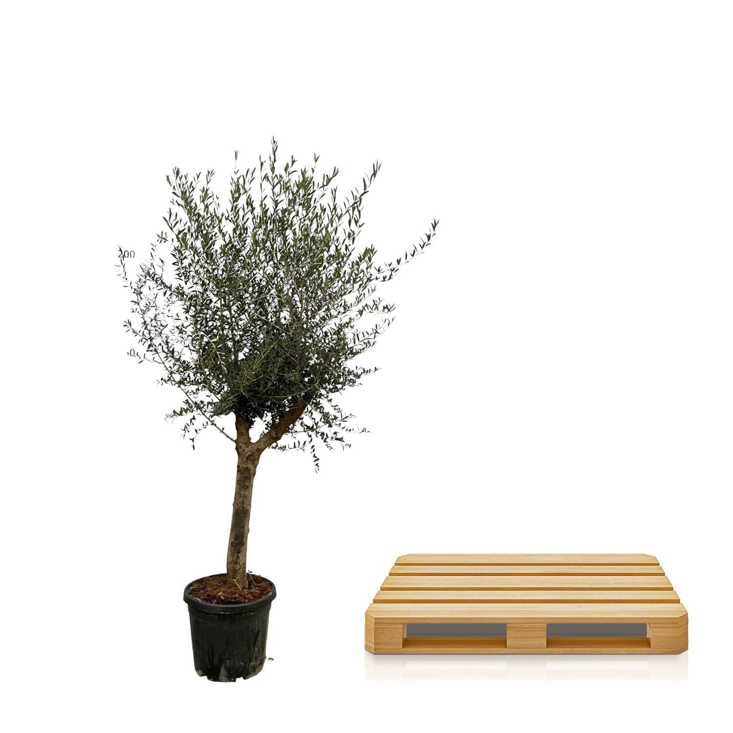 Olea Olive Lorc - 200 cm - Ø45cm