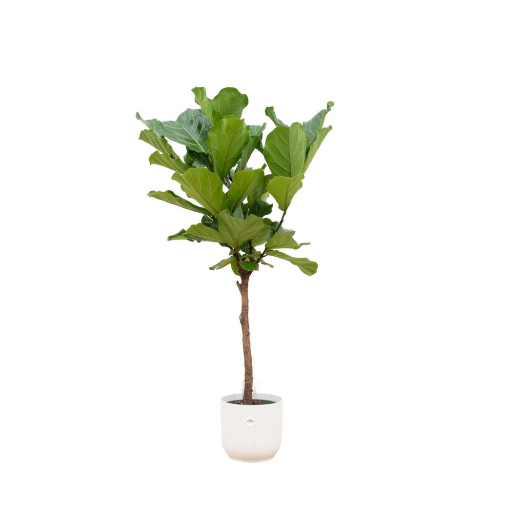 Ficus Lyrata stam inclusief de Vibes Fold Round wit - 160 cm - Ø30