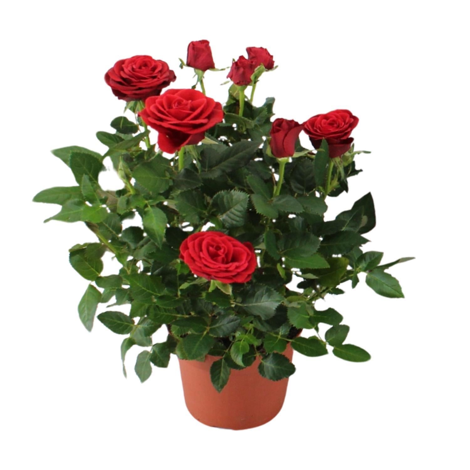 Rose Red - Ø12cm - ↕29cm Topfrose