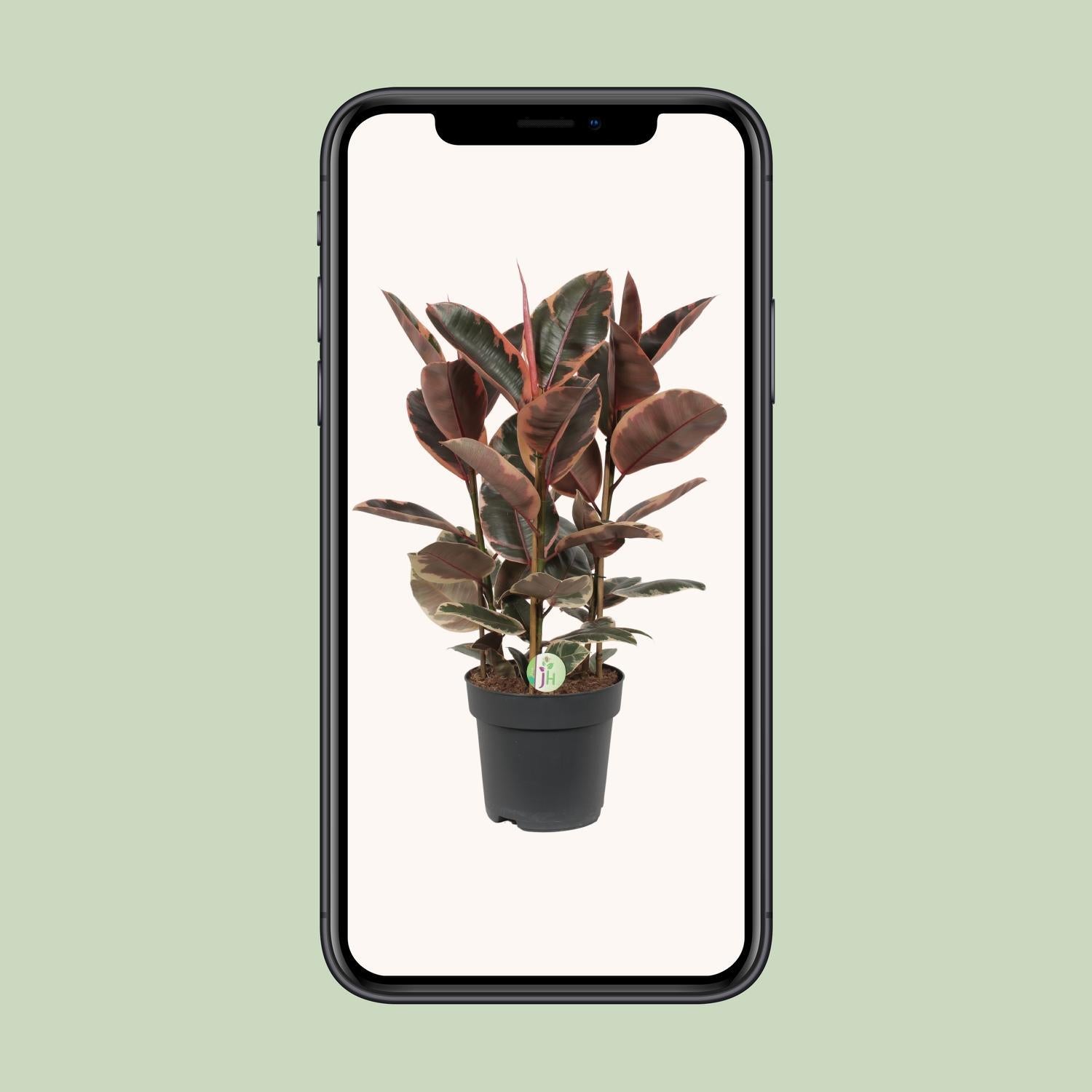 Gummibaum Ficus elastica Belize - Ø27cm - ↕80cm