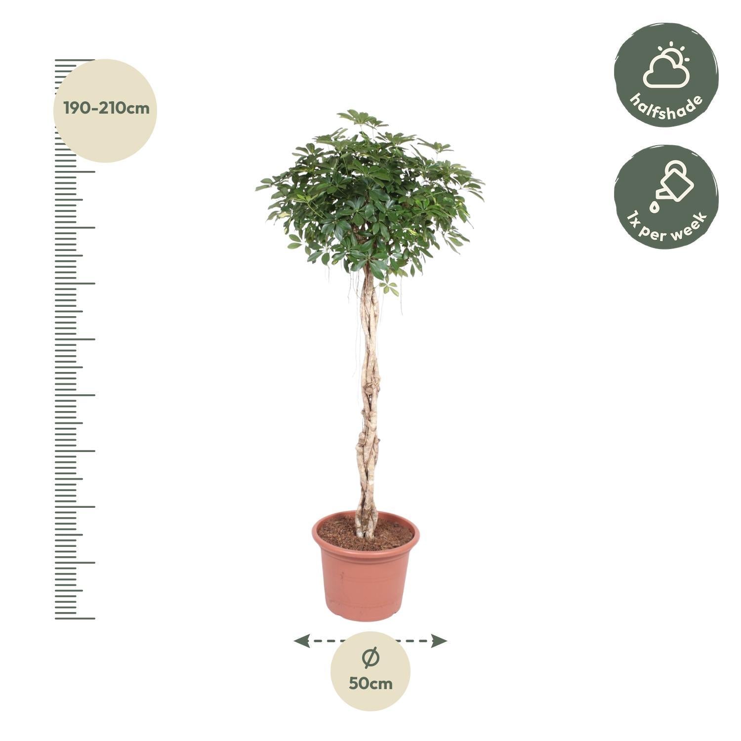 Schefflera Arboricola Compacta geweven stam - 200 cm - ø50