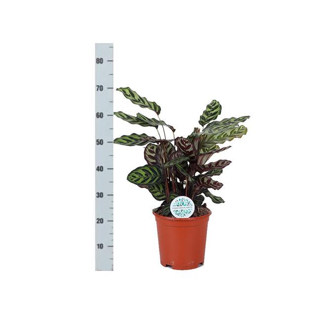 Pfauenpflanze - Calathea Makoyana - Ø21cm - ↕70cm im Vibes Topf weiß