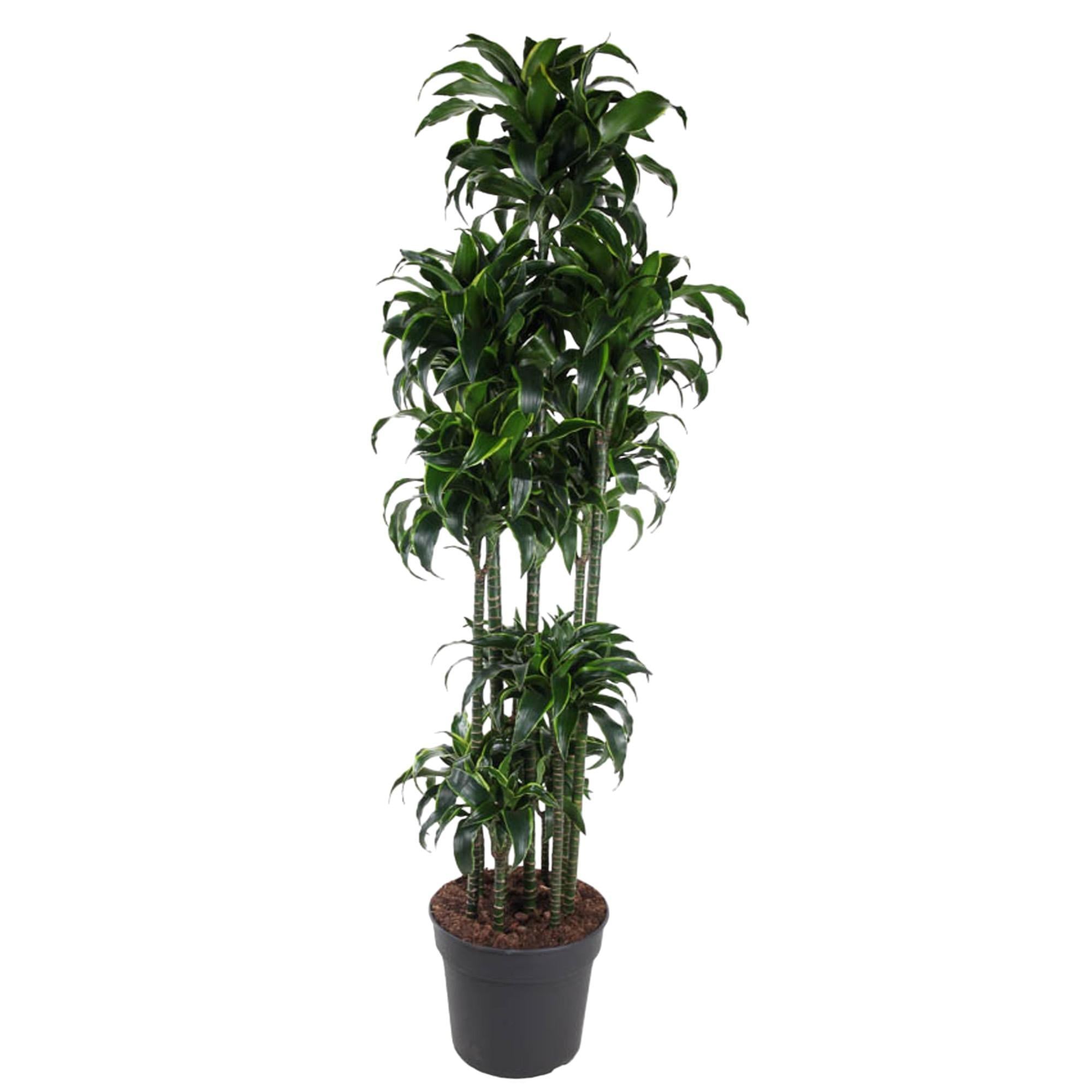 Drachenbaum Dorado - Dracaena Dorado Carrousel - 200 cm - ø40