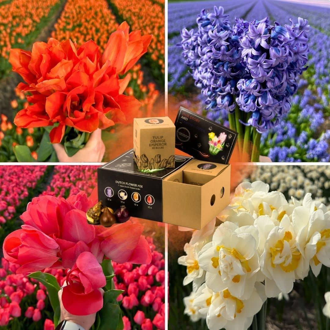 Frühlingsblumenzwiebeln Mix - Tulpen, Hyazinthen und Narzissen - Dutch Flower Mix - Luxusbox mittel, 40 Blumenzwiebeln für 1 qm Blumenpracht - Größe 12+