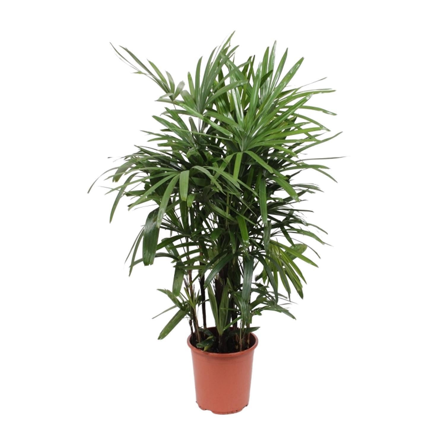 Rhapis Excelsa - Ø27cm - ↕120cm