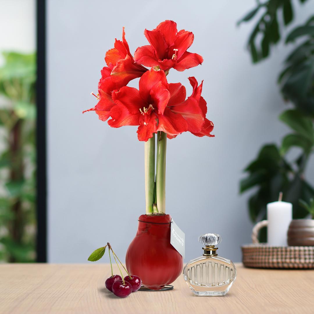 No Water Flowers® (wax amaryllis) | Parfumz - Cherry + Red flower