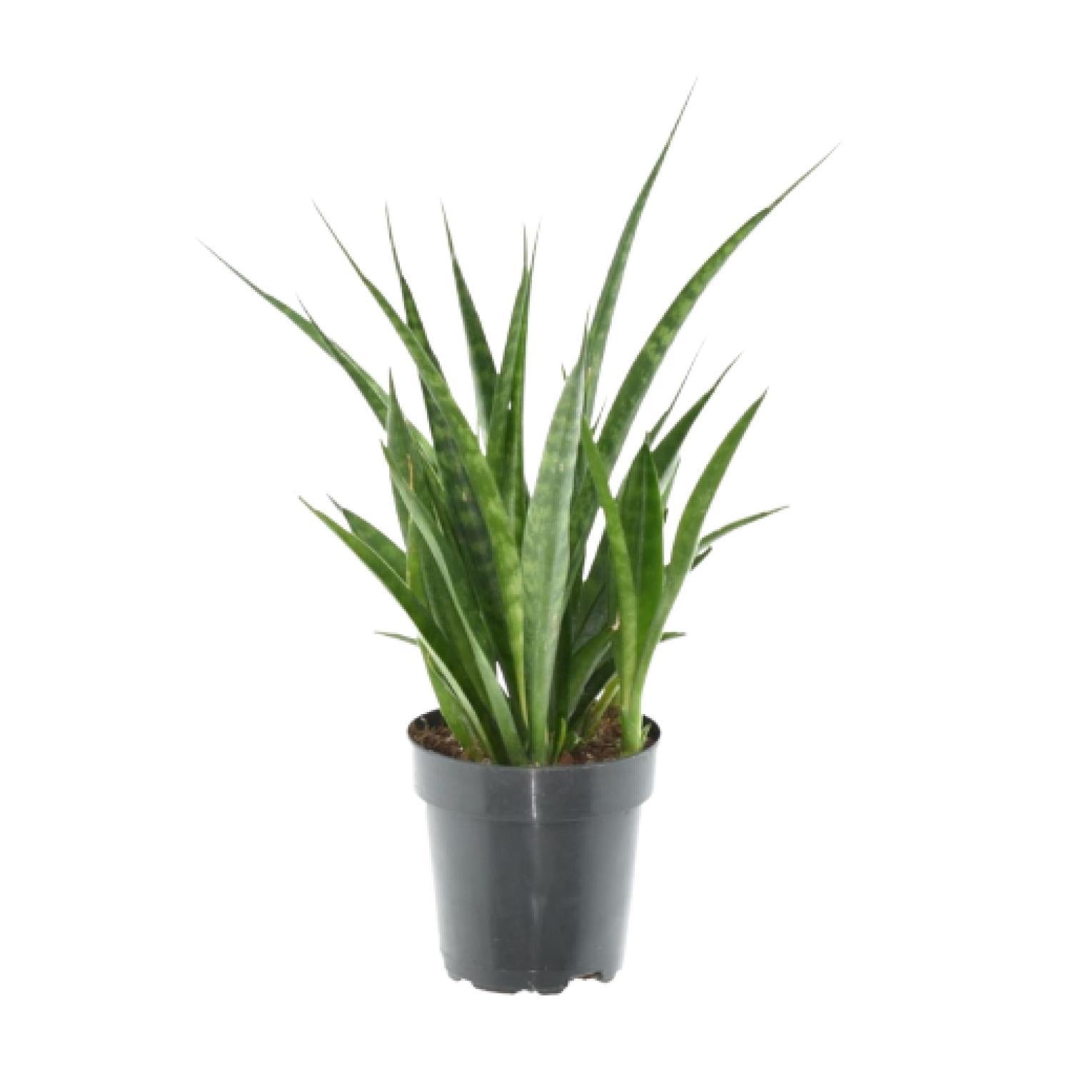 3x Sansevieria Kirkii - 38cm - ø12