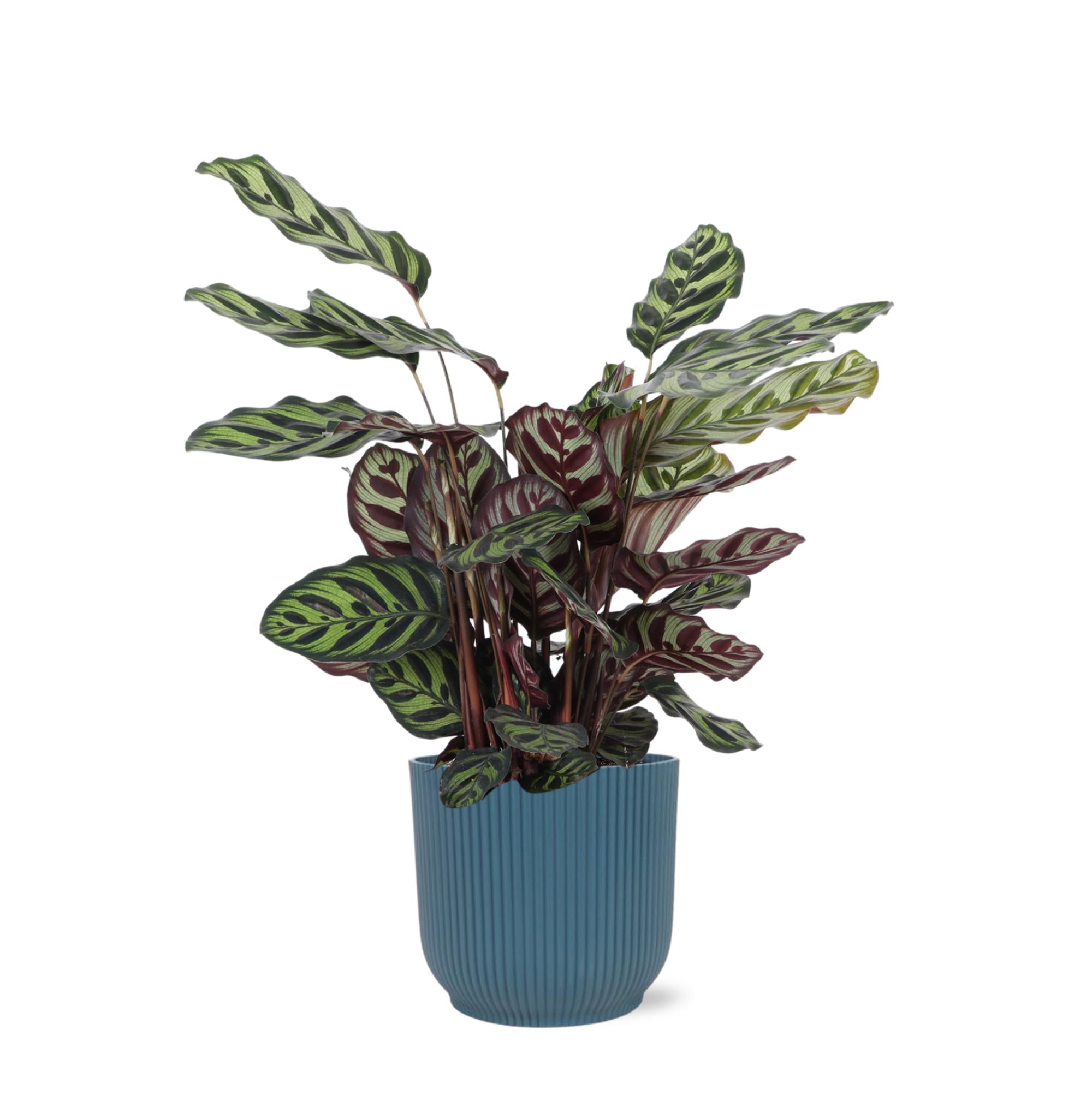 Pfauenpflanze - Calathea Makoyana - Ø21cm - ↕70cm in Vibes Topf blau