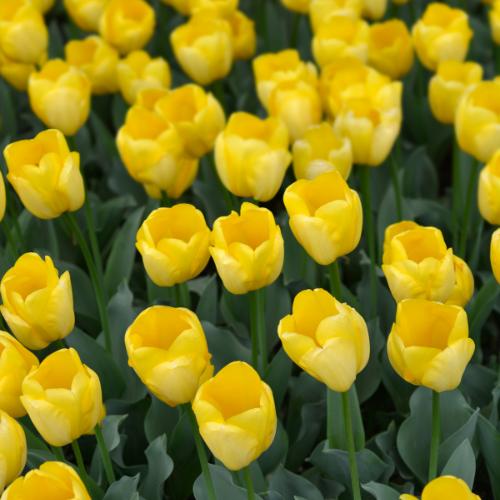 Tulpe Strong gold - Tulpenzwiebeln 20 Stück