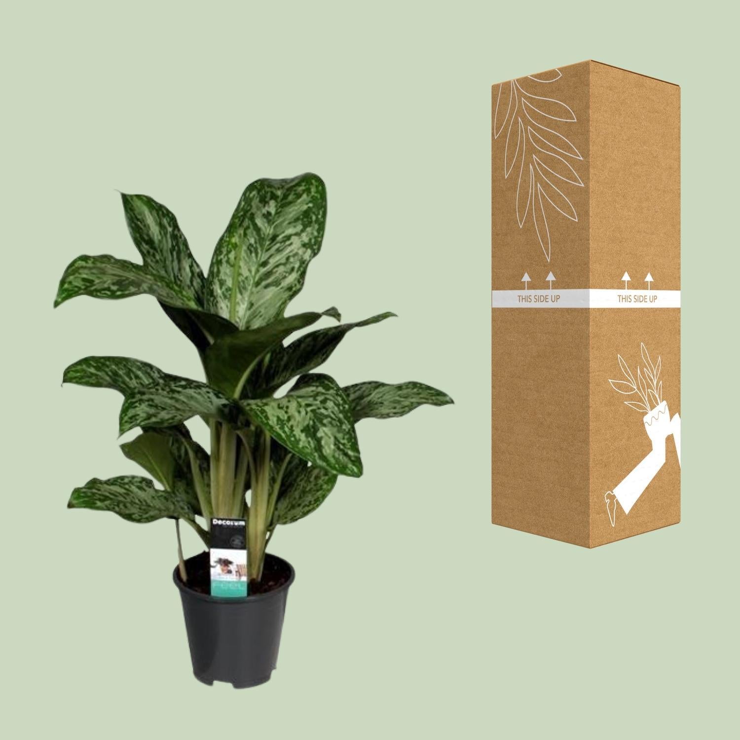 Aglaonema Groenlicht (Decorum)