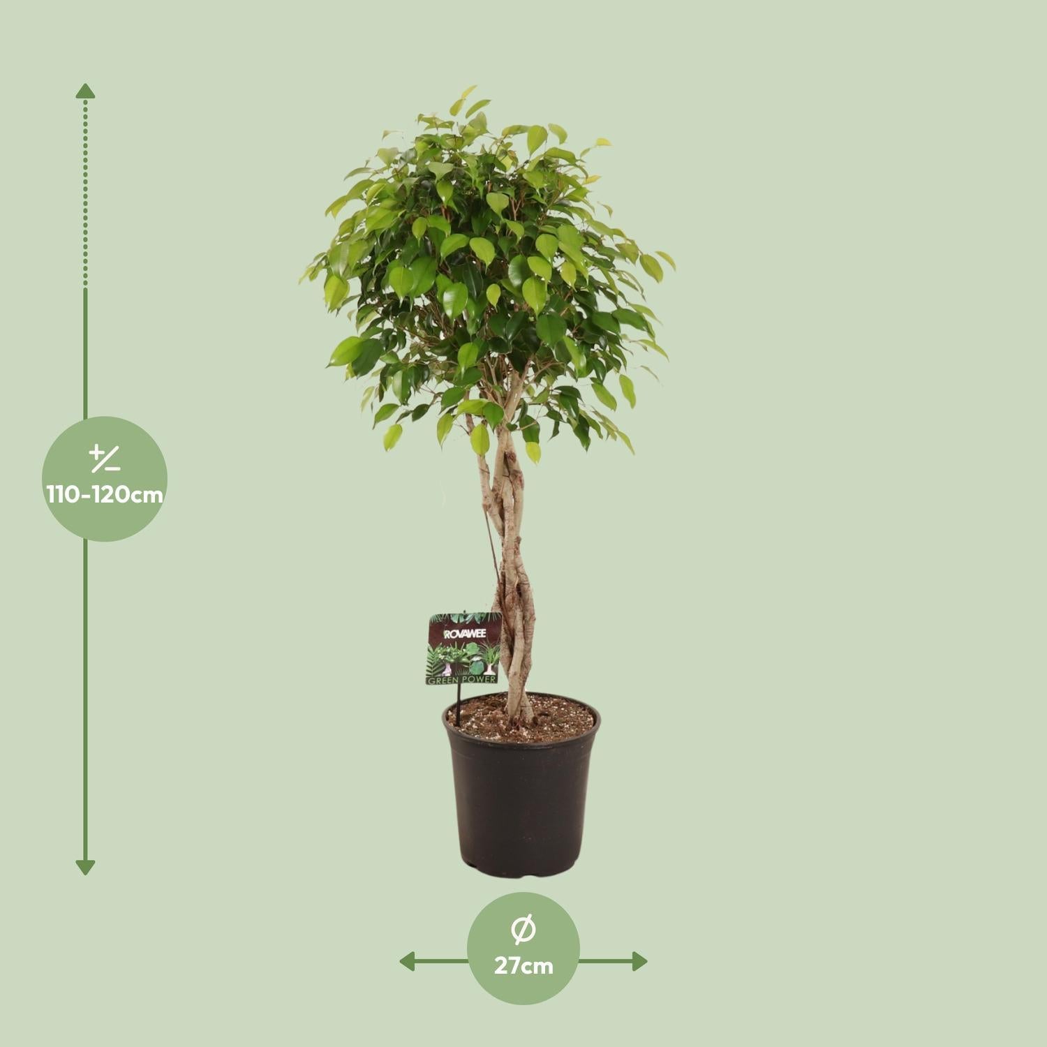 Birkenfeige - Ficus Benjamina Exotica verzeigt - Ø27cm - ↕120cm