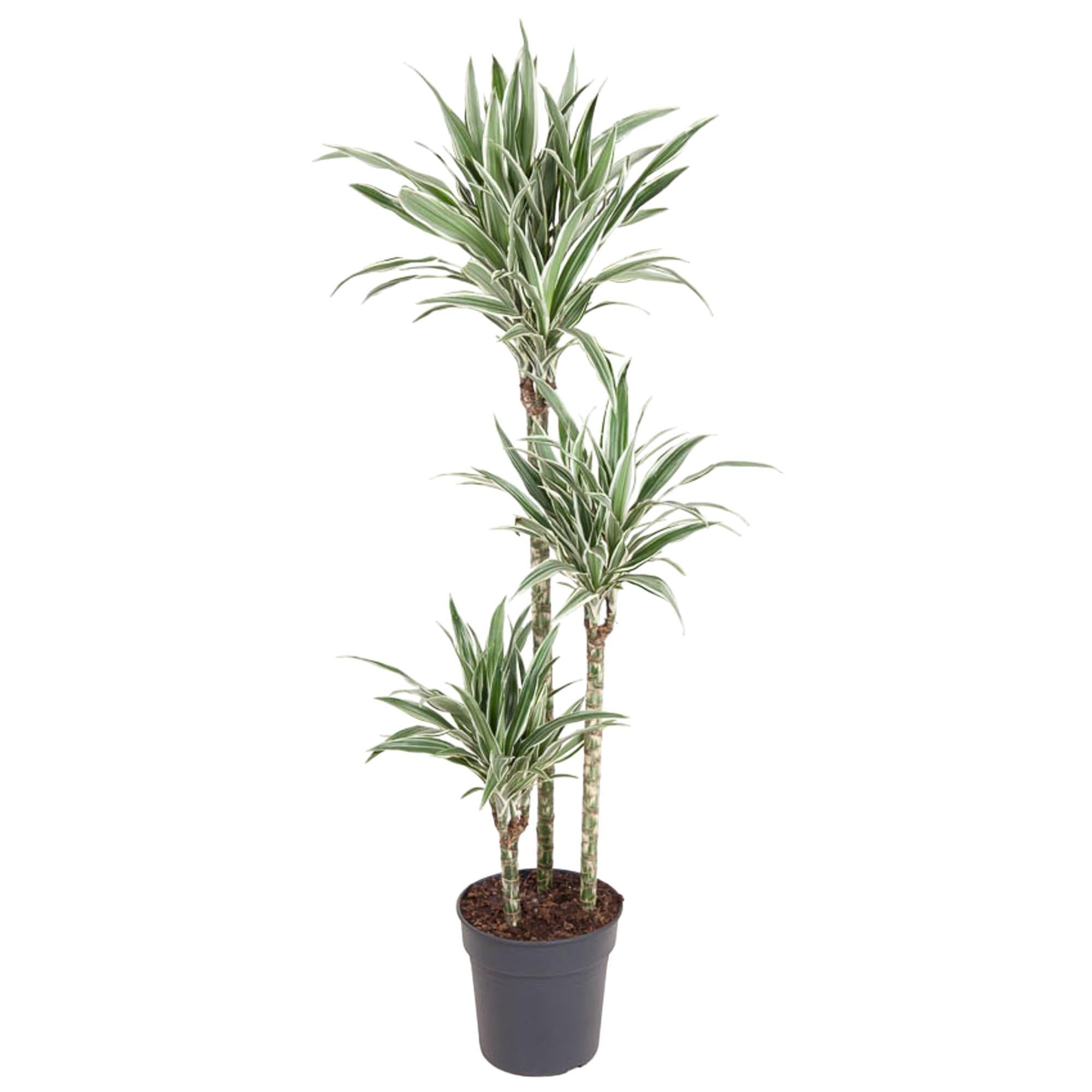 Dracaena Witte Streep - 150 cm - ø24