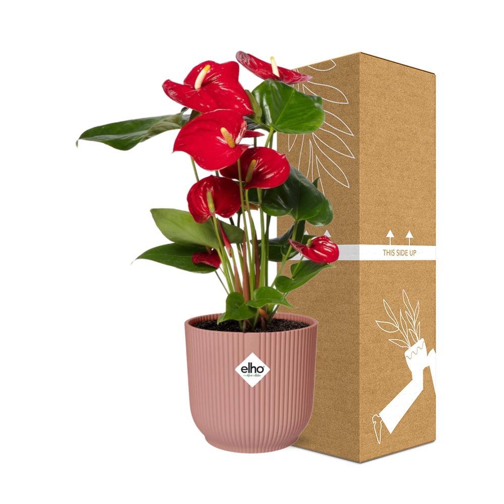 Anthurie - Anthurium Red 12cm in ELHO Vibes Fold 14cm Topf rosa