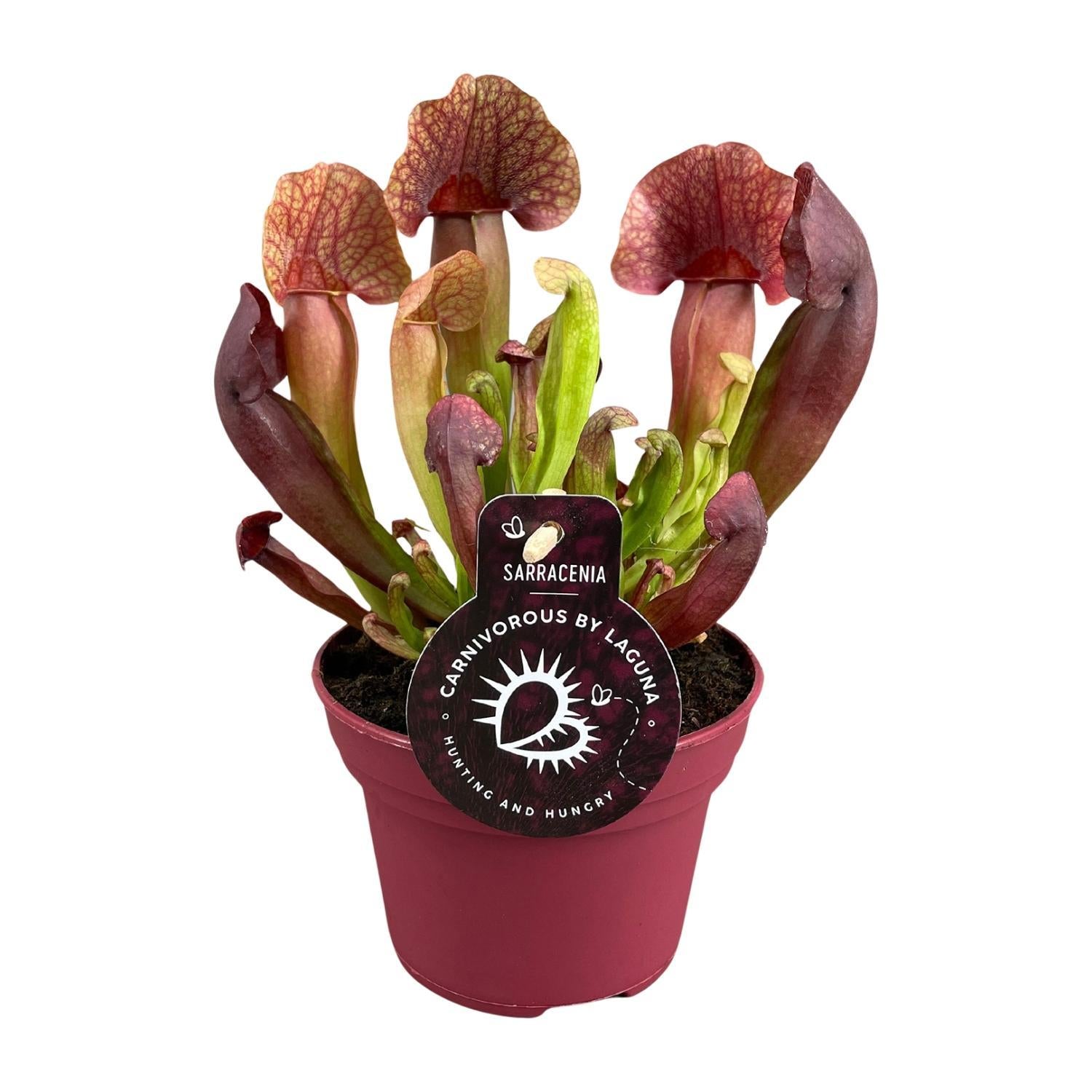 Sarracenia Catesbaei - Ø12cm - ↕23cm