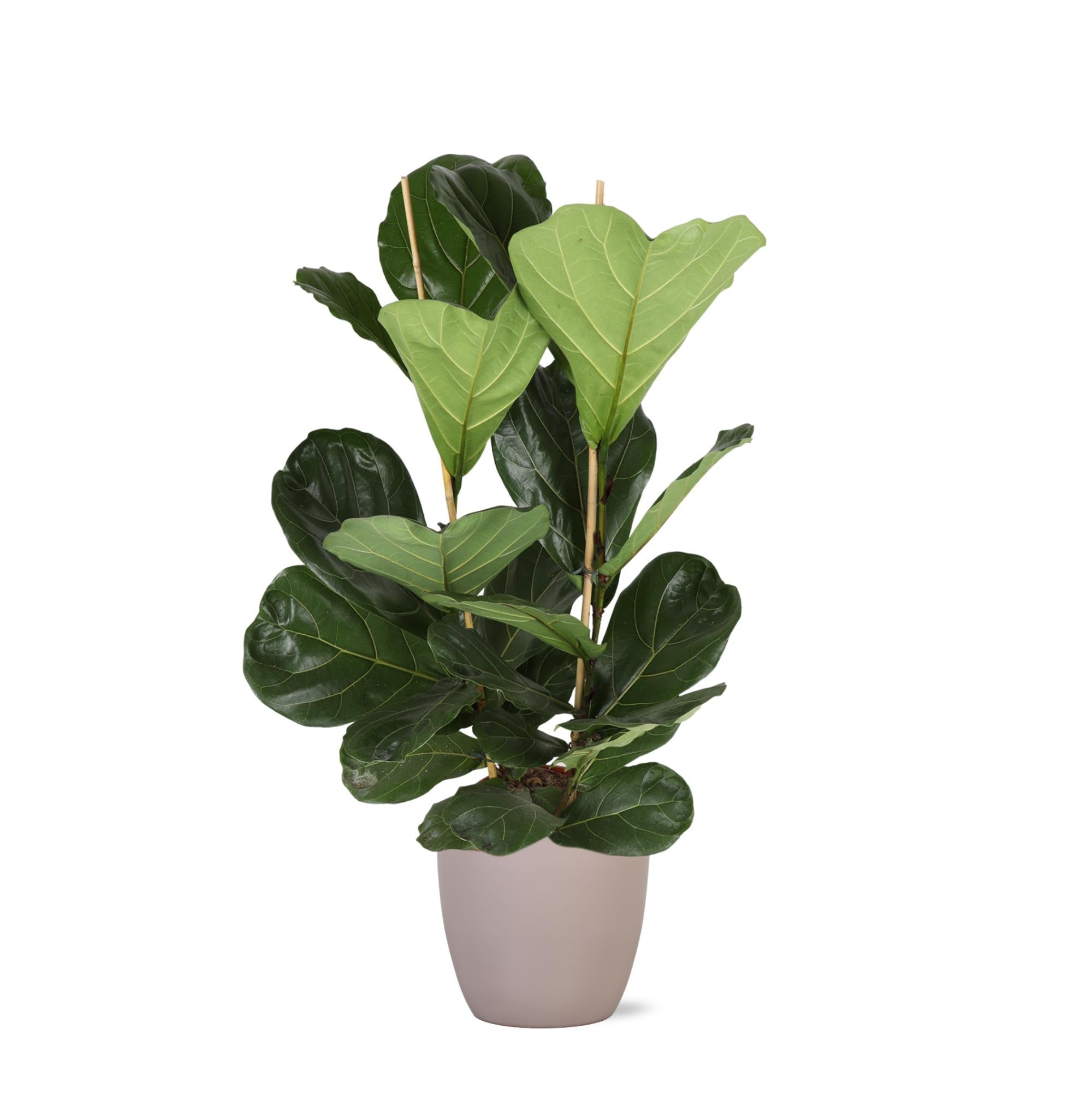 Geigenfeige - Ficus Lyrata - Ø24cm - ↕120cm in Boule Topf TAUBE