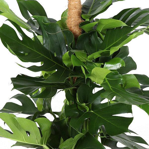 Monstera op mosstok