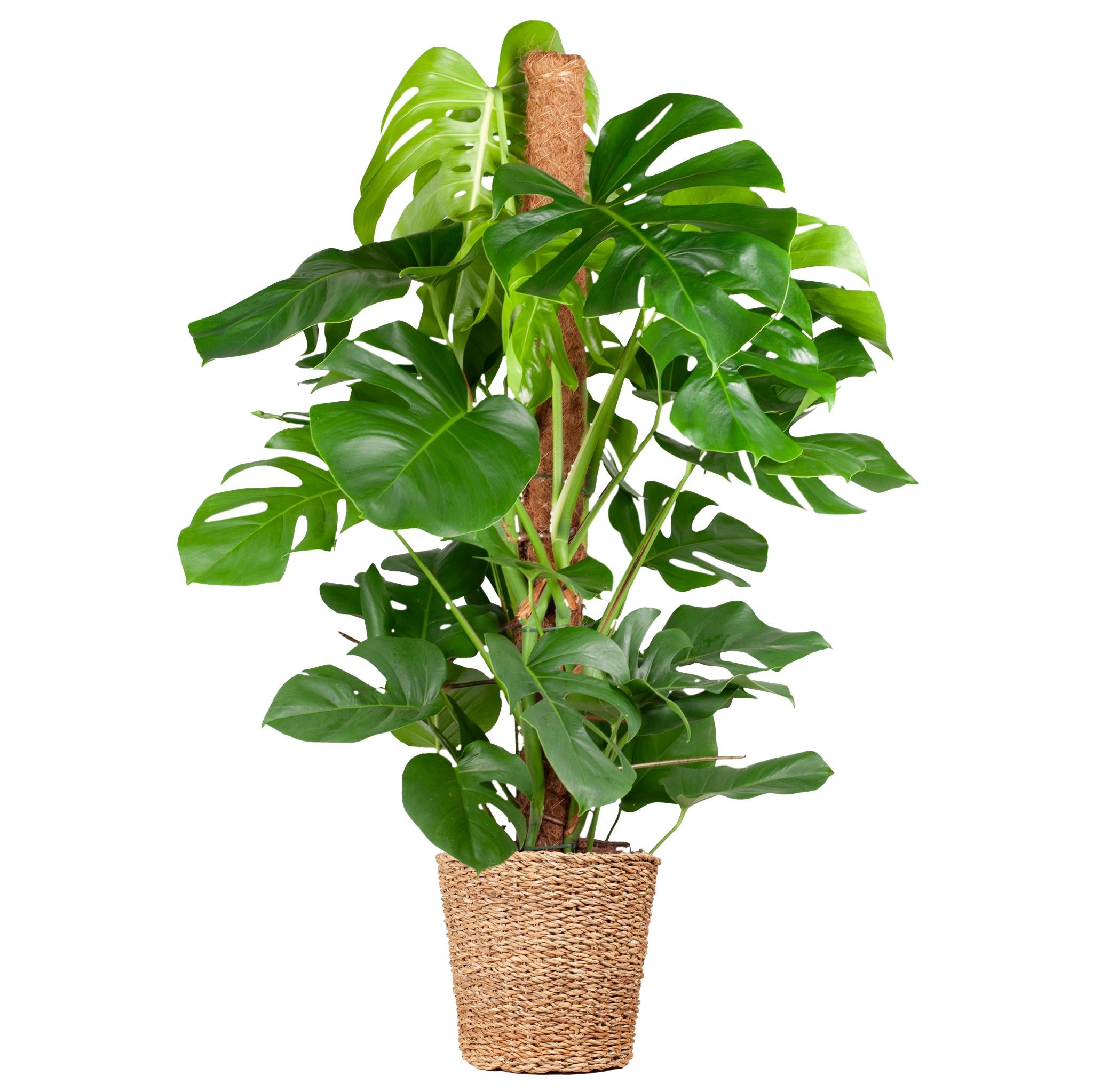 Schweizer Käsepflanze - Monstera Deliciosa XL am Moosstab - mit Korb Torun  - 120cm - Ø24