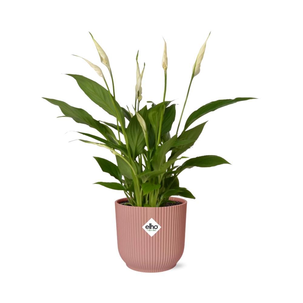 Friedenslilie Torelli - Spathiphyllum Torelli in ELHO Vibes Fold 14cm rosa Topf