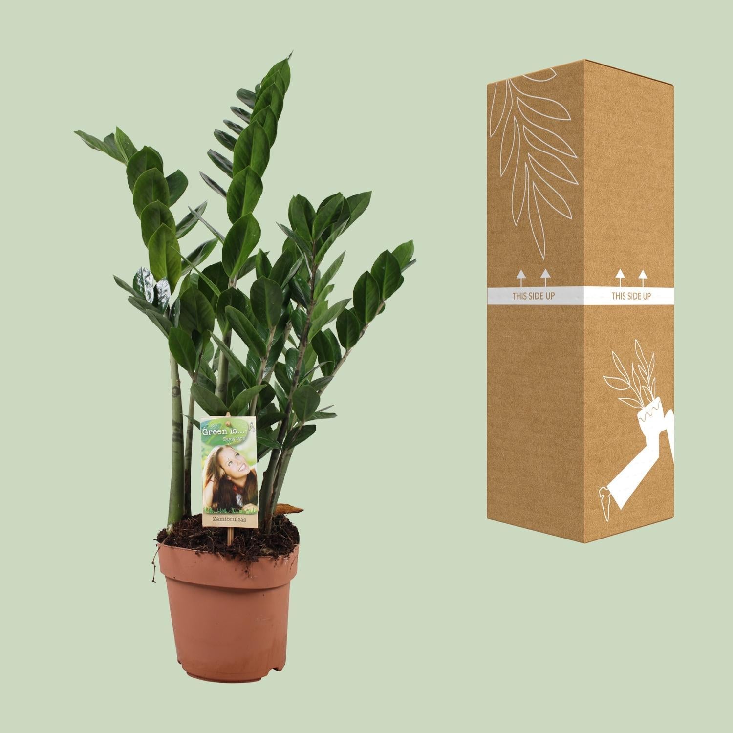 Smaragdpalme - Zamioculcas Zamiifolia - Ø17cm - ↕70cm