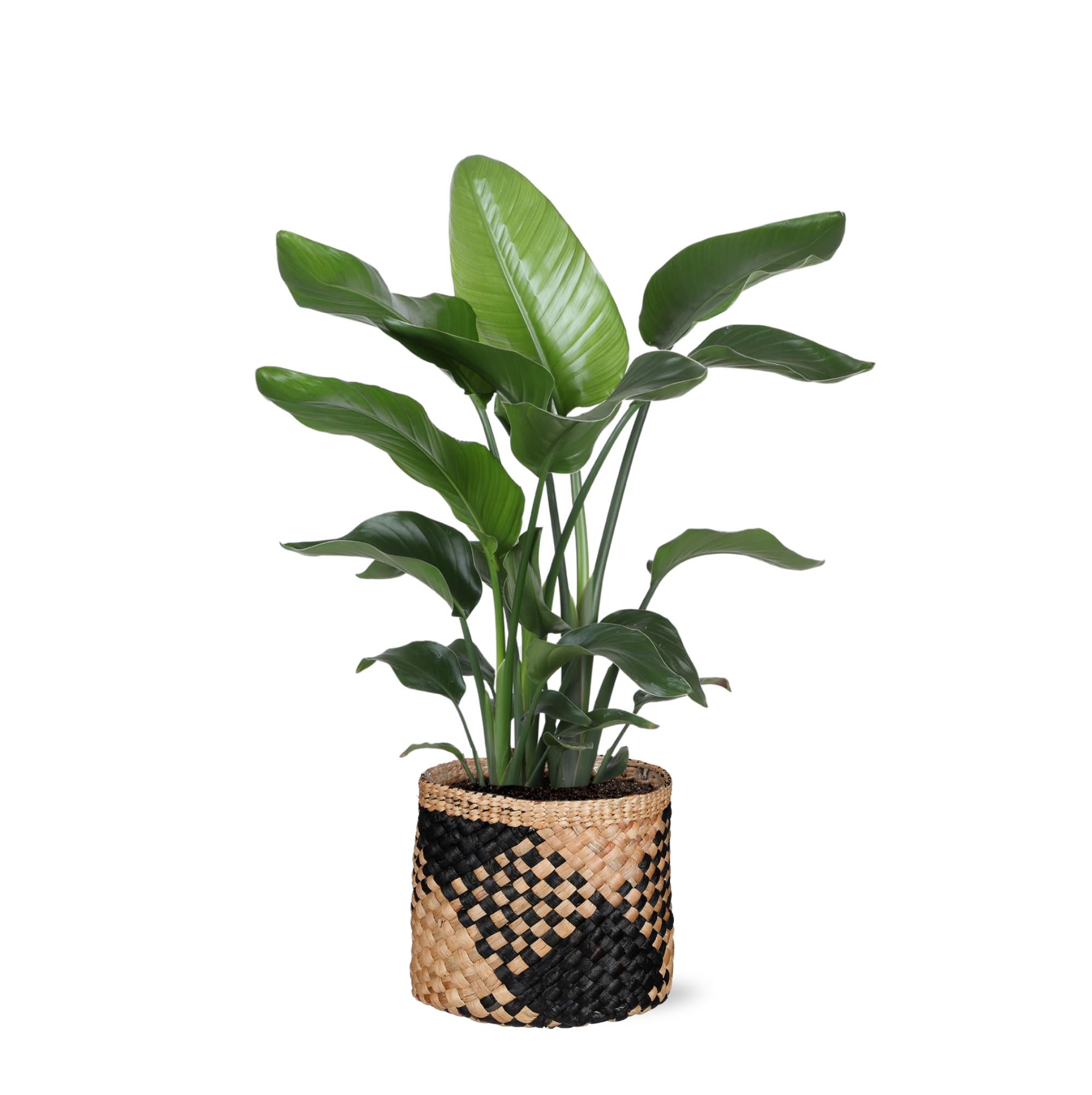 Strelitzia Nicolai - Ø21cm - ↕80cm in Albury BLACK print Korb