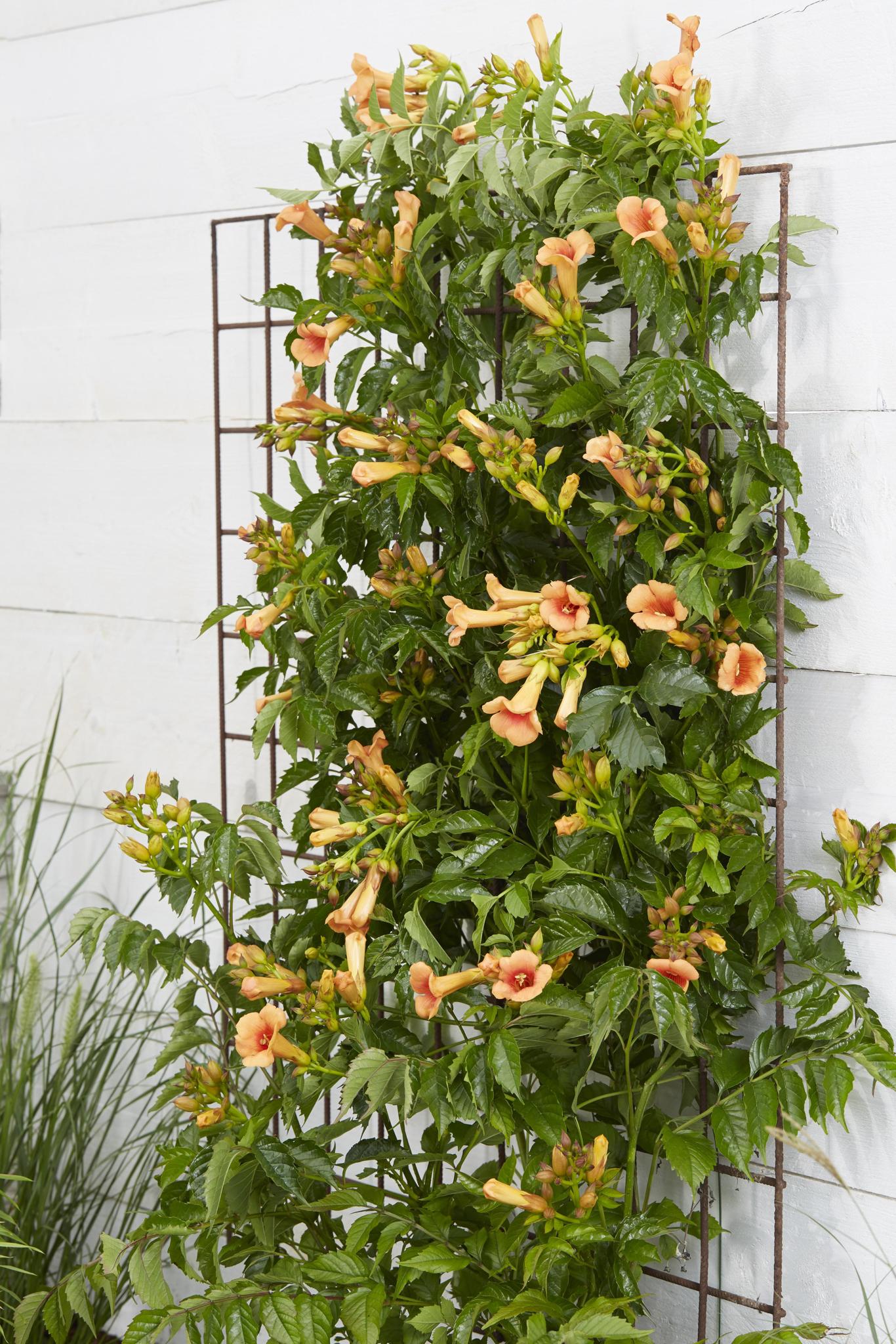 Trompetenblume Campsis Indian Summer - orange - Ø15 - ↨65cm