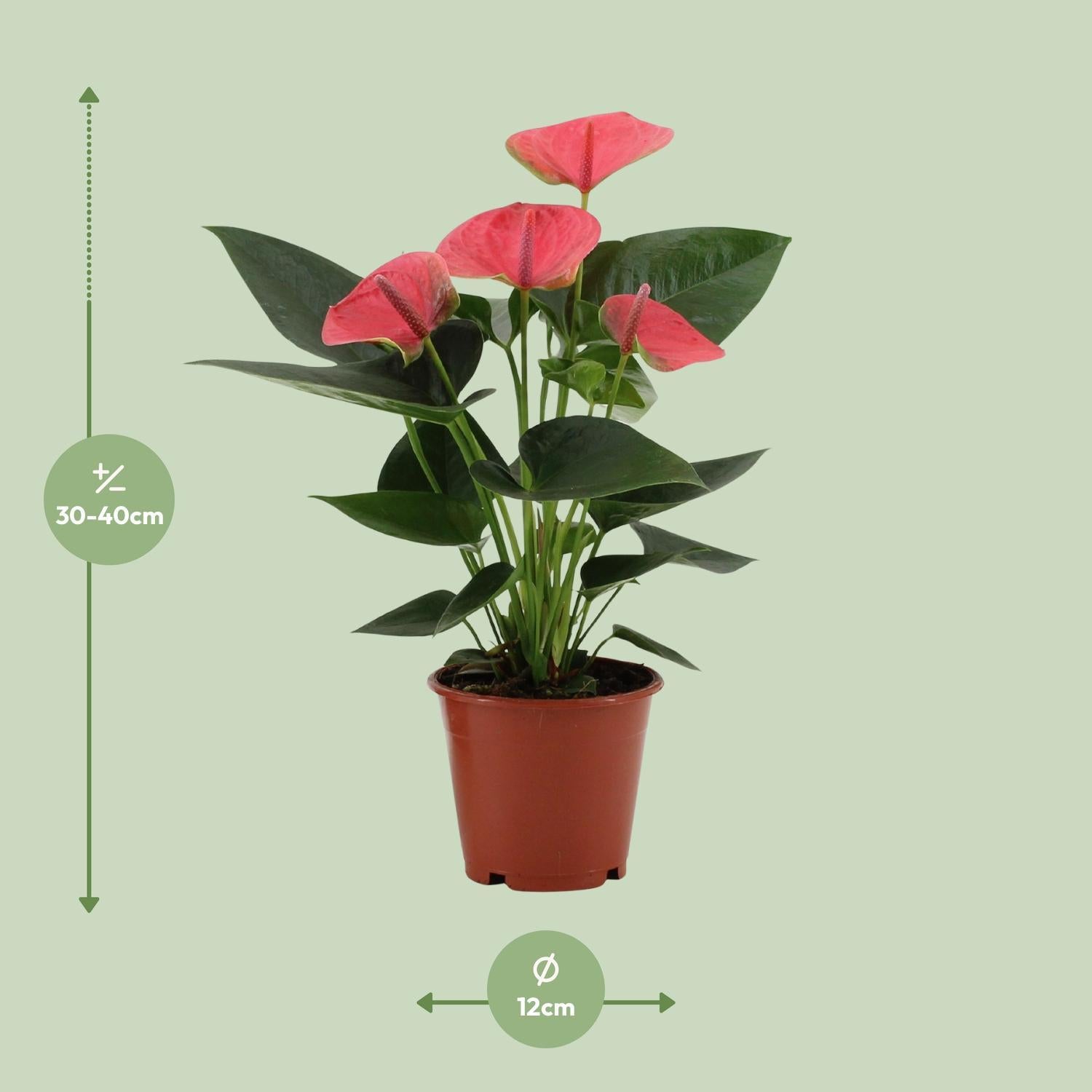 Anthurium Sweet Dream In Transparante Hoes - Ø12cm - ↕36cm