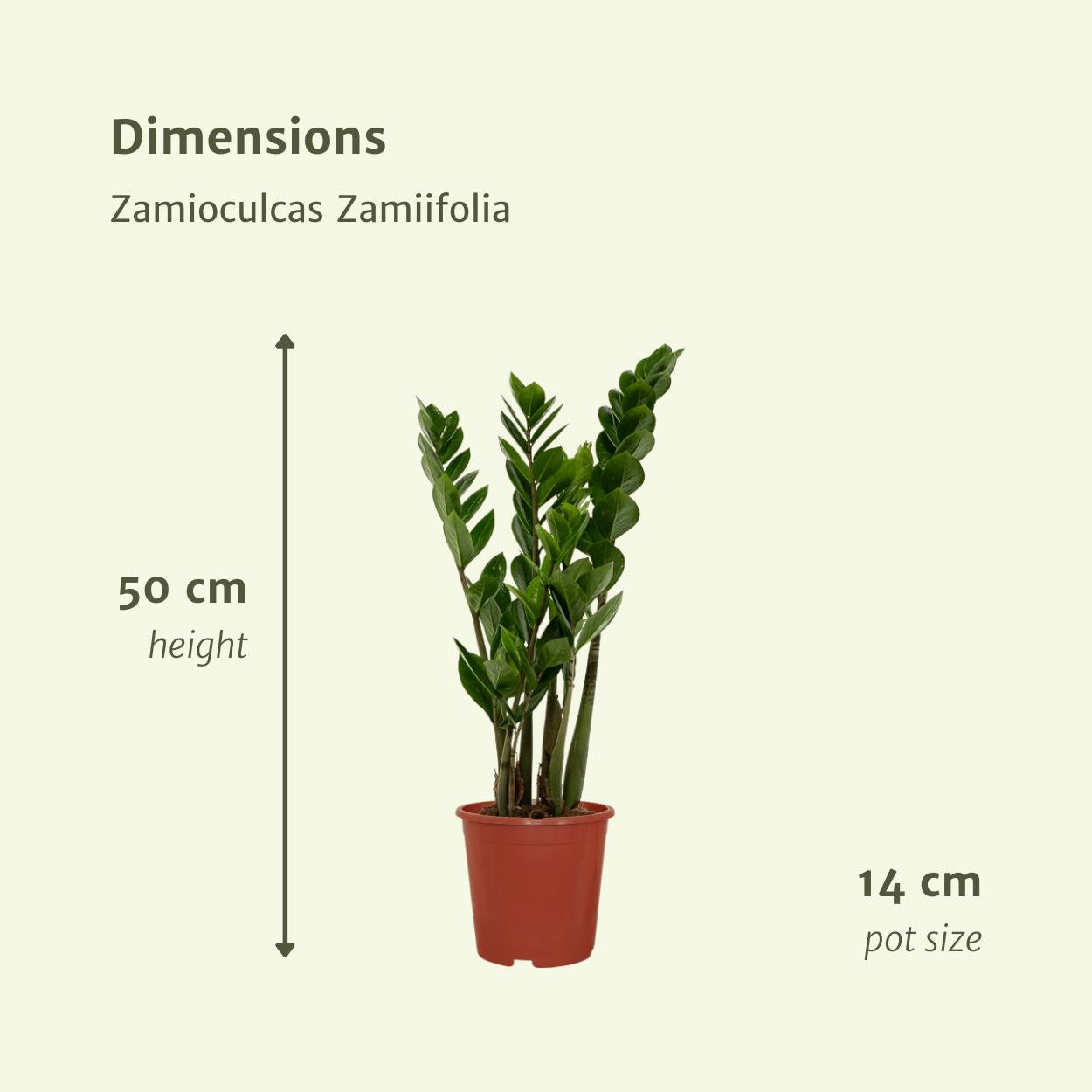 Smaragdpalme auch Glücksfeder - Zamioculcas Zamiifolia - 50cm - ø14   2 Stück