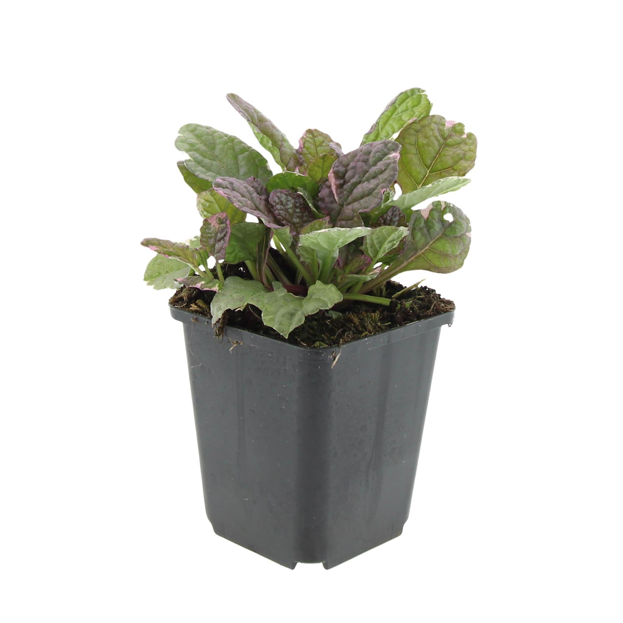 Kriechender Günsel - Ajuga reptans 'Burgundy Glow' - ↕25cm - Ø9cm - 20 Stück