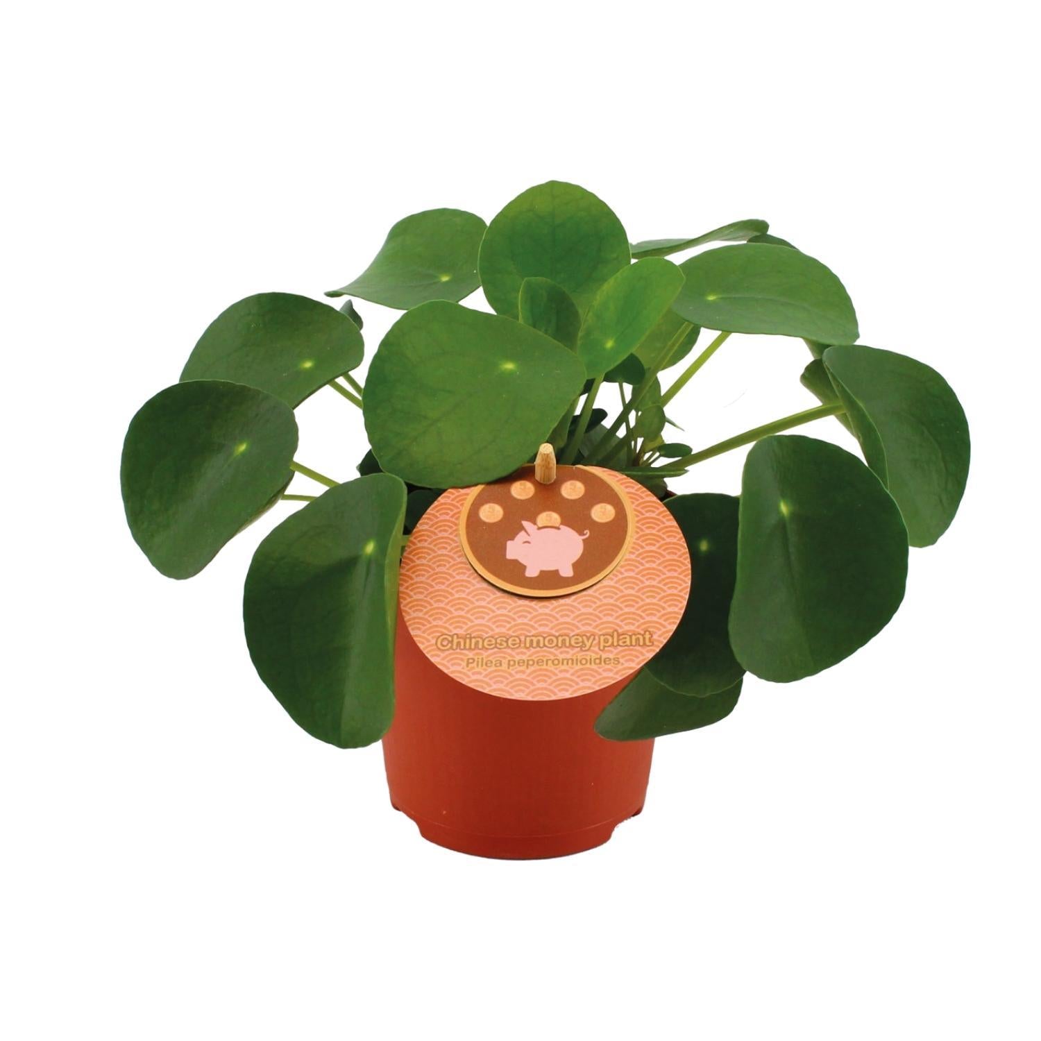 Chinesischer Geldbaum - Pilea Peperomioides - Ø11cm - ↕15cm