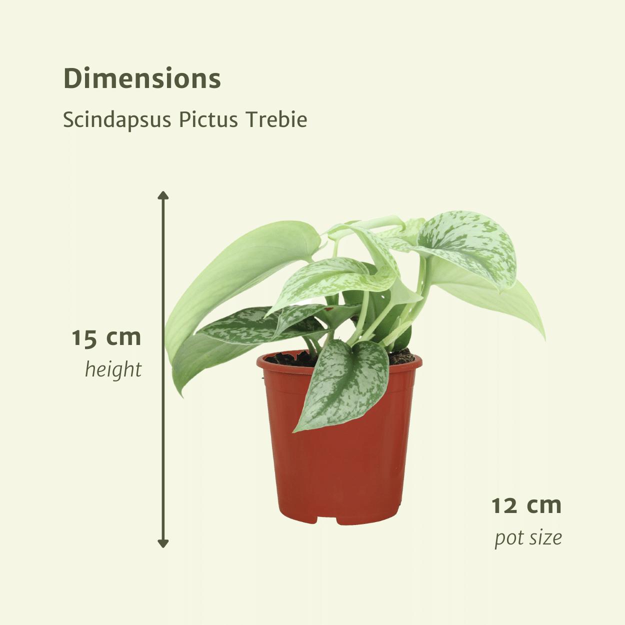 Scindapsus Pictus Trebie (Epipremnum) - 2 Stücke - Ø12cm - ↕15cm