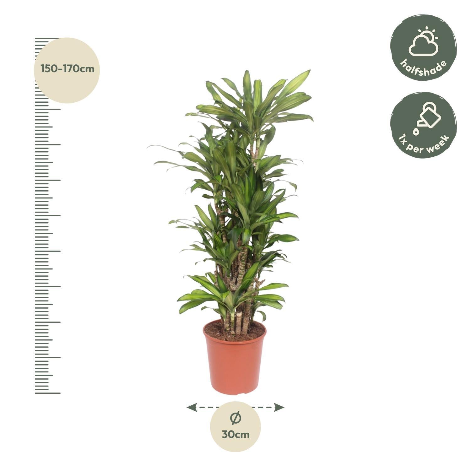 Dracaena Eva - 160 cm - ø30