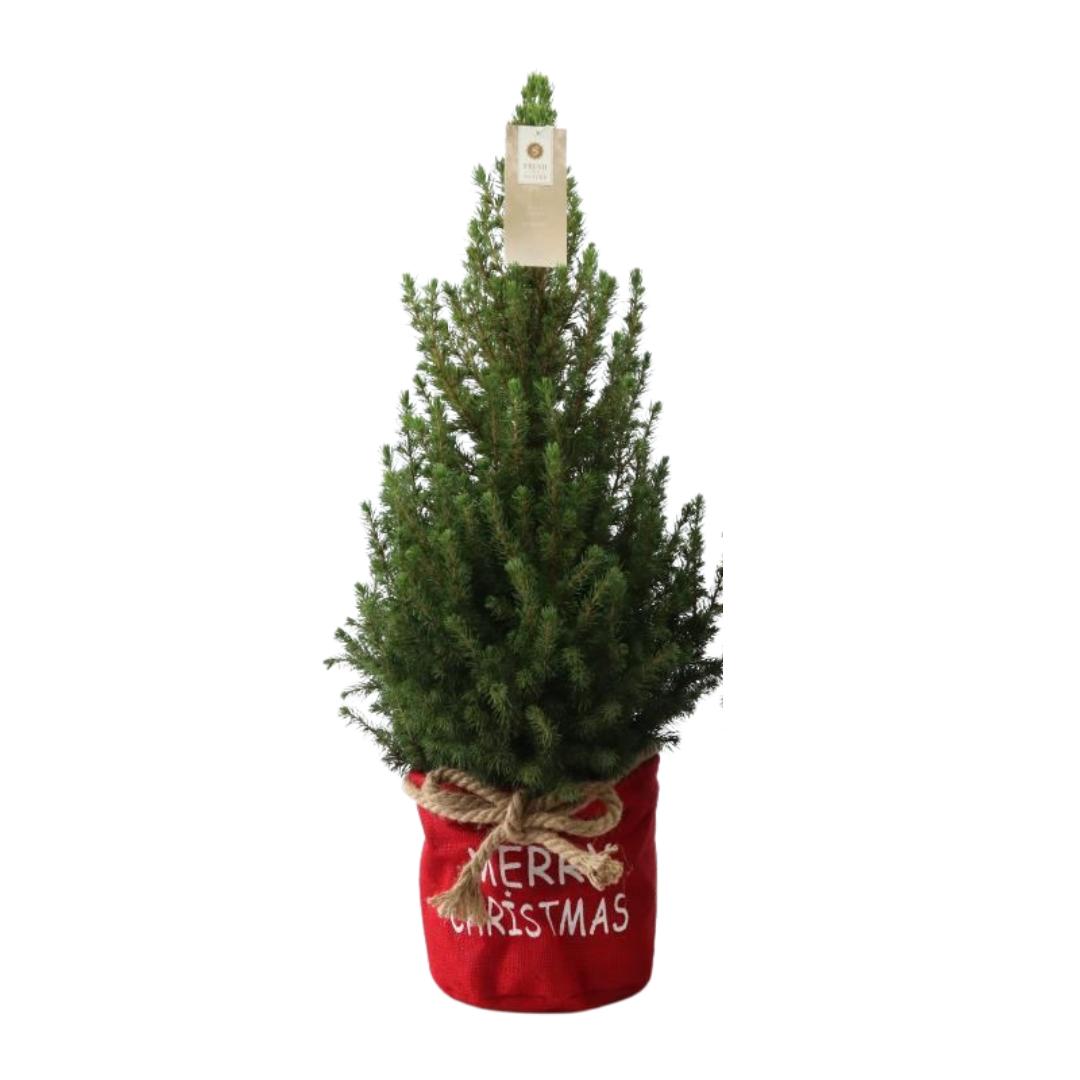 Kleiner Weihnachtsbaum in Xmas Sack rot - 70 cm - Picea Glauca Conica - Standalone