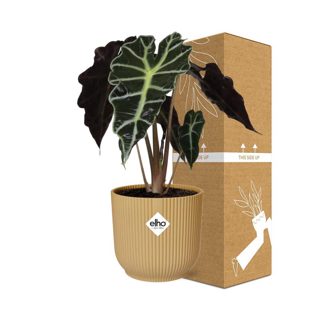 Elefantenohr - Alocasia ‘Polly’ in ELHO Vibes Fold 14cm Topf gelb