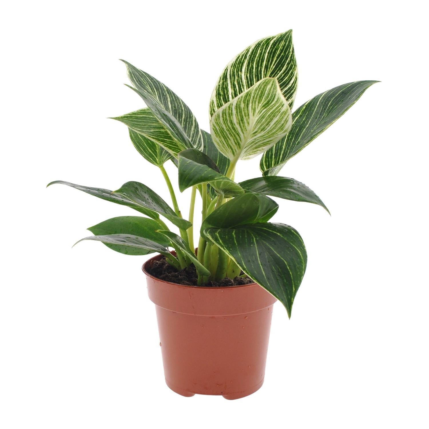 Philodendron Witte Golf - Ø12cm - ↕25cm