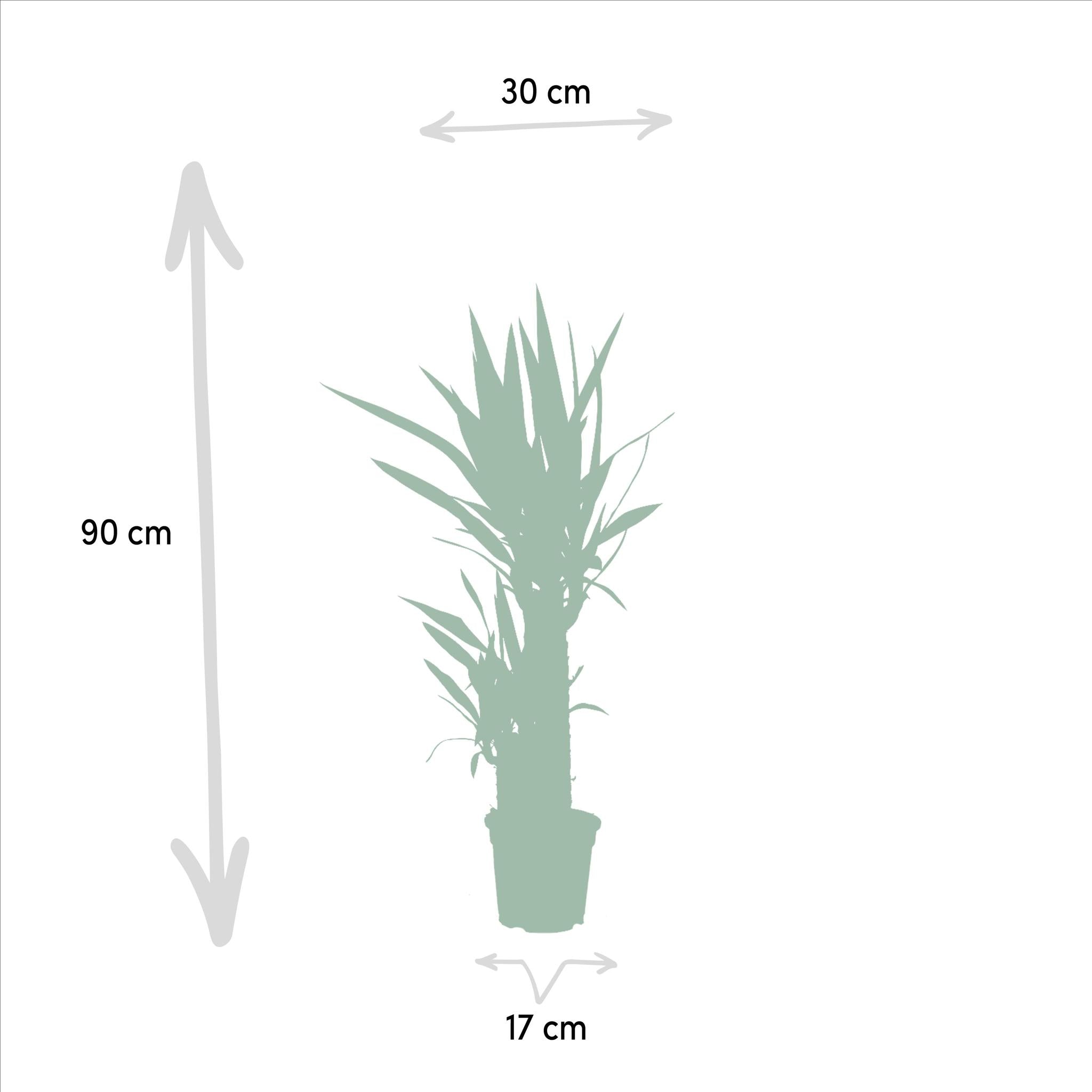 Yucca - Ø17cm - ↕90cm